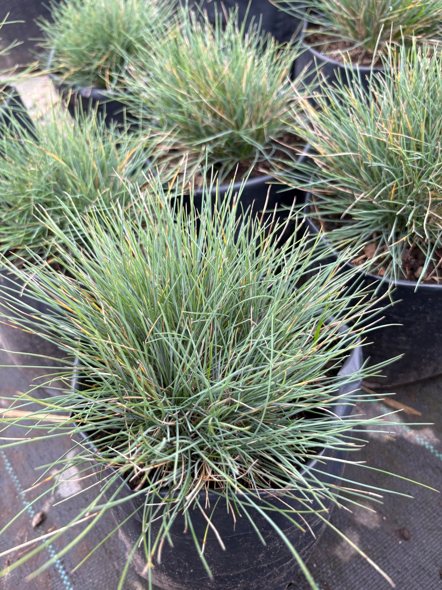 Festuca Azul – Pasto ornamental compacto