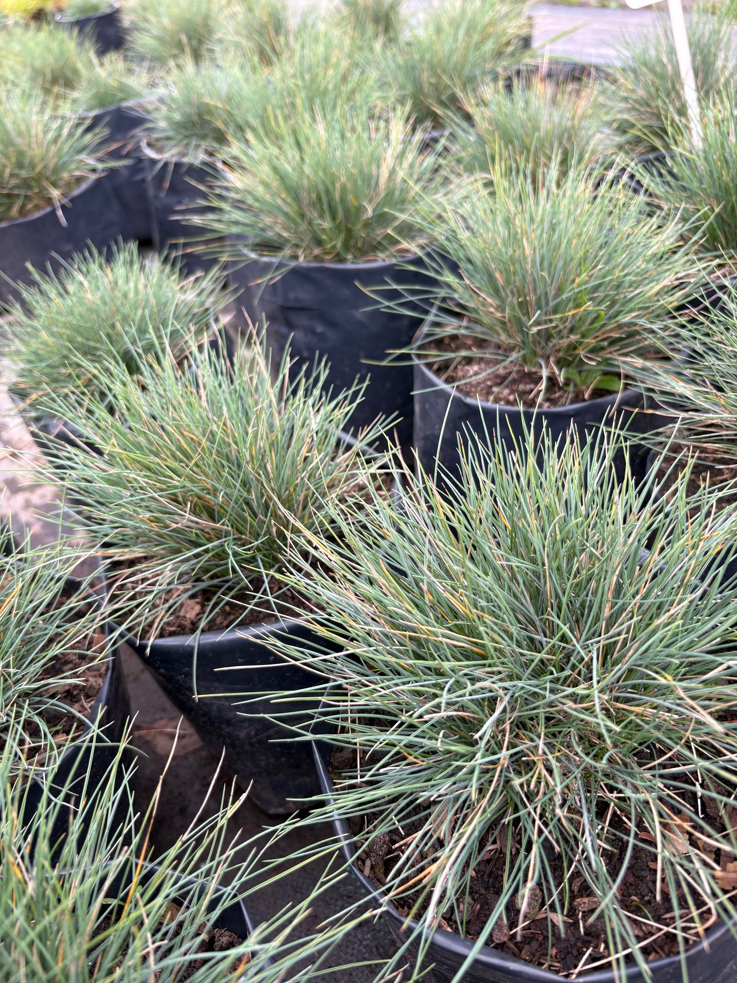 Festuca Azul – Pasto ornamental compacto