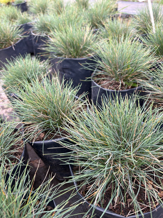 Festuca Azul – Pasto ornamental compacto