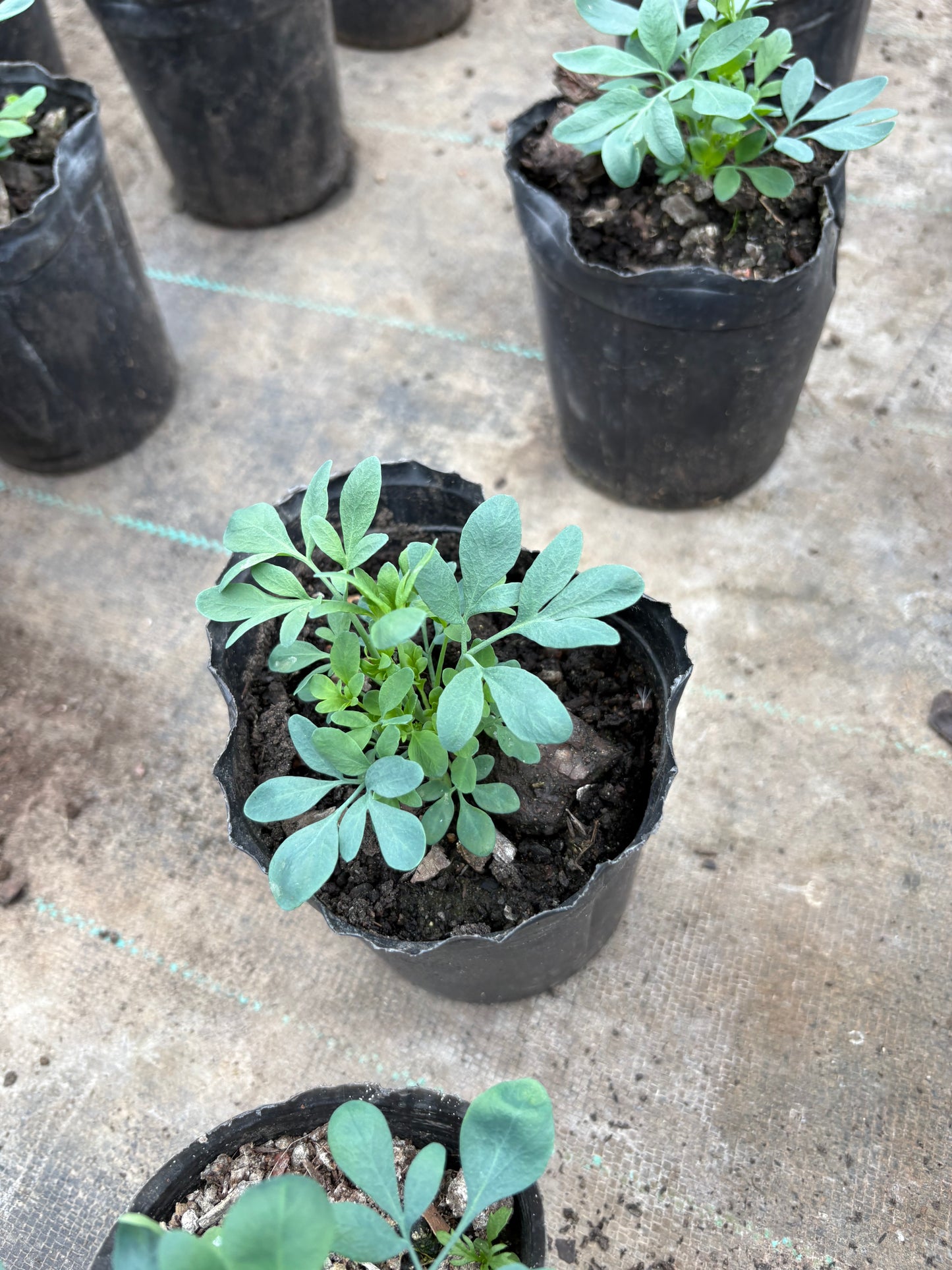 Ruda – La protectora de la huerta
