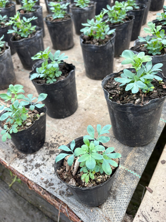 Ruda – La protectora de la huerta