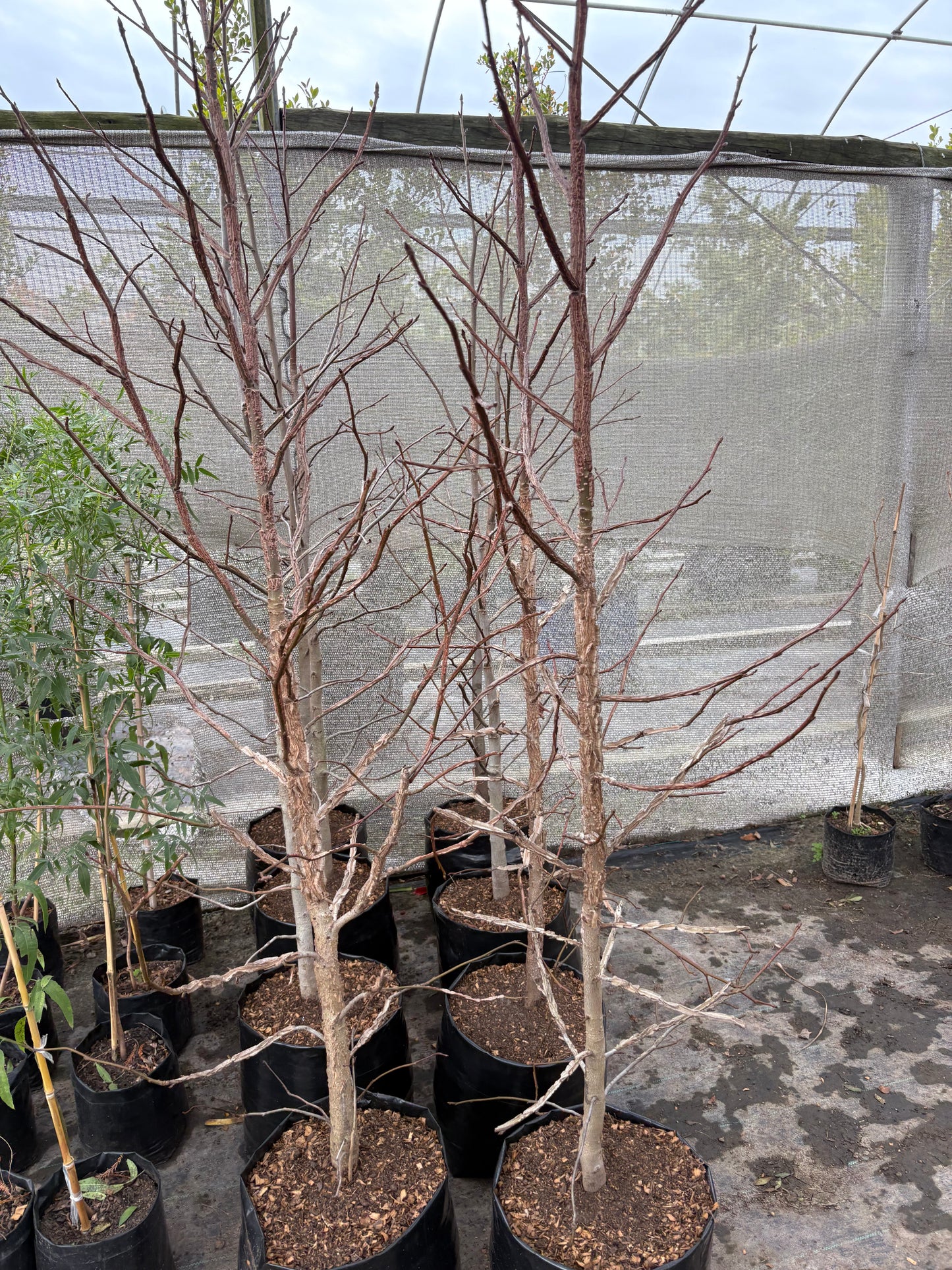 Liquidambar – Colores de otoño espectaculares
