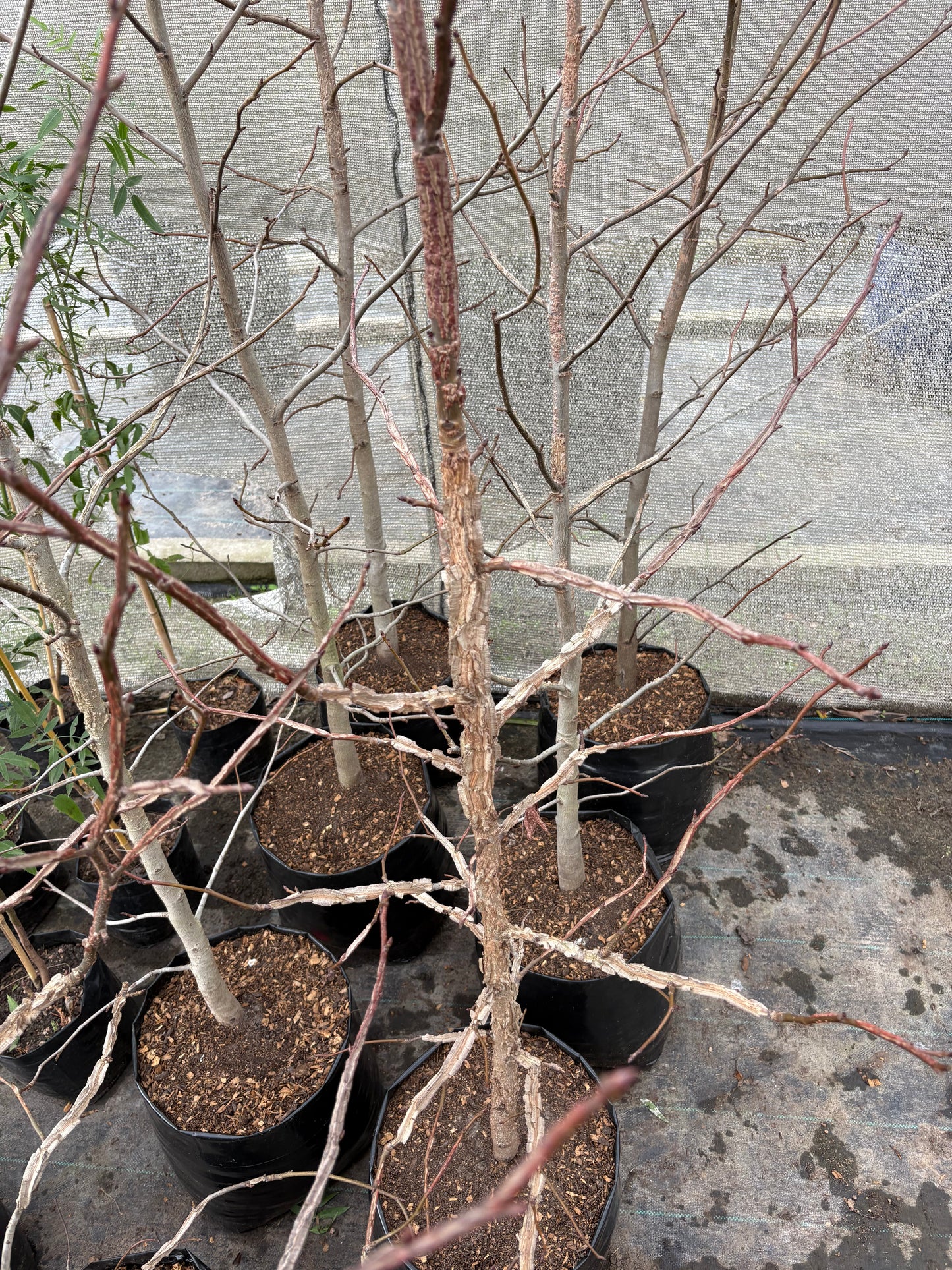 Liquidambar – Colores de otoño espectaculares