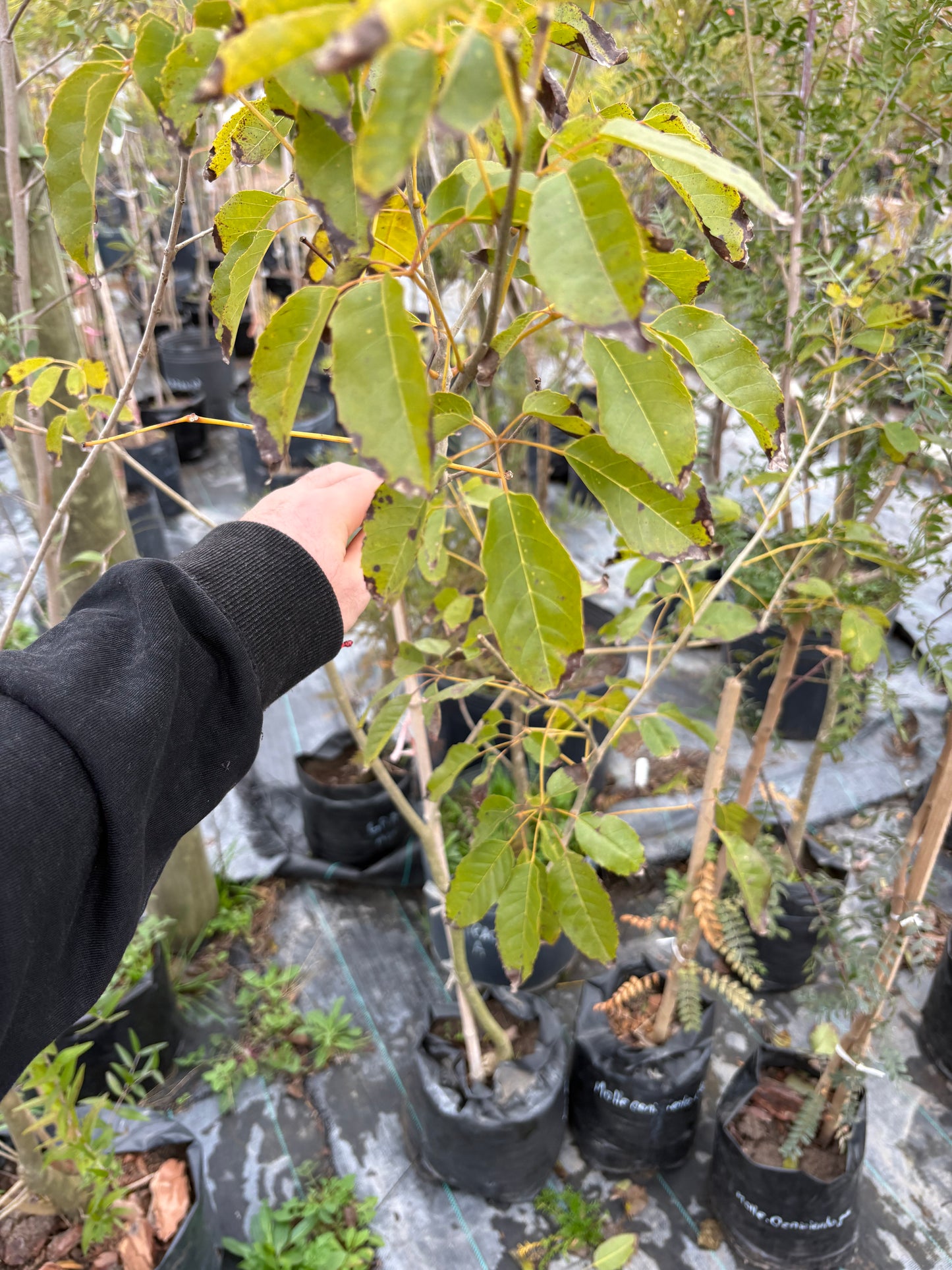Lapacho – El nativo que anuncia la primavera