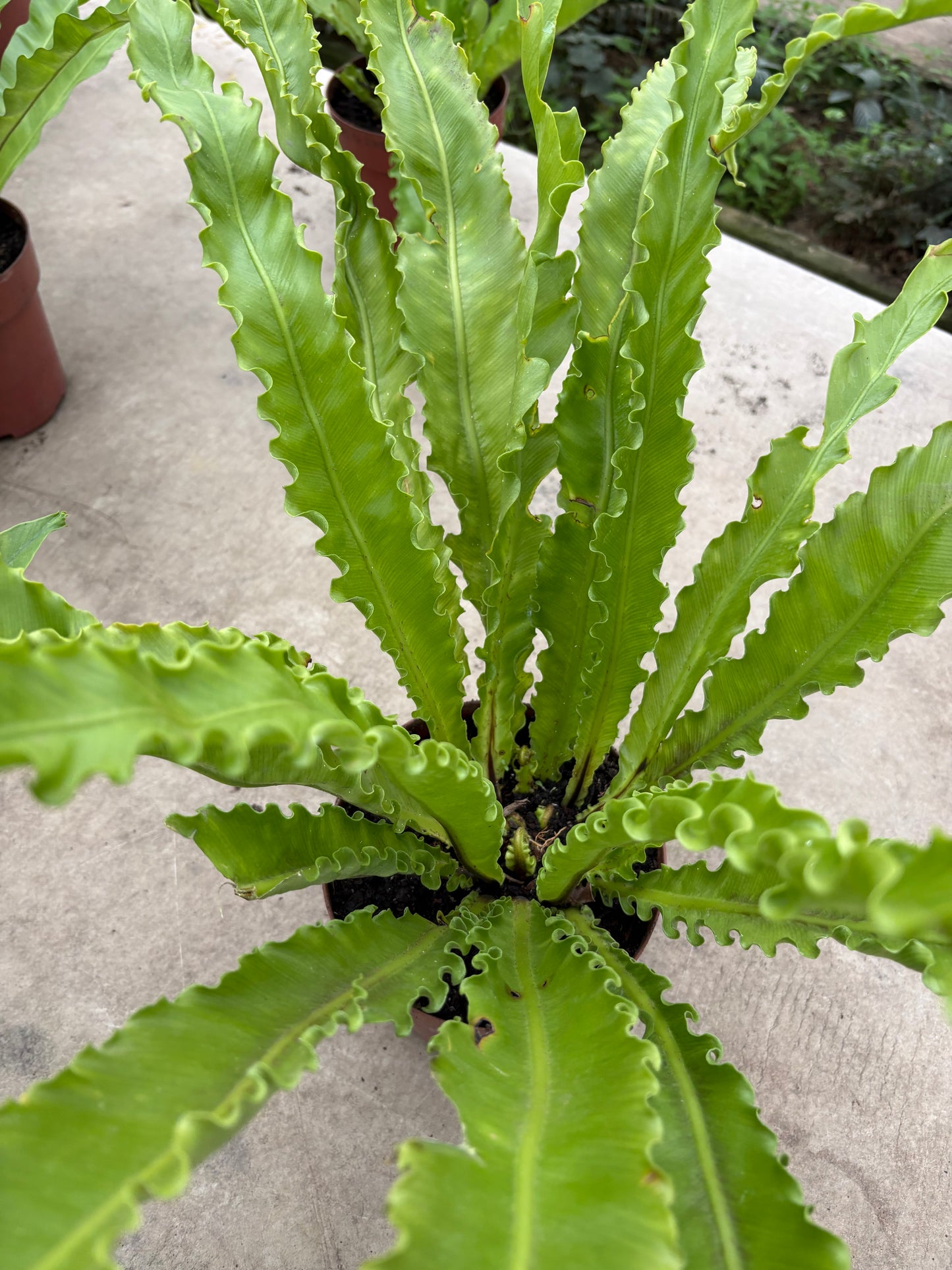 Asplenium Nido de Ave – Helecho tropical de hojas brillantes