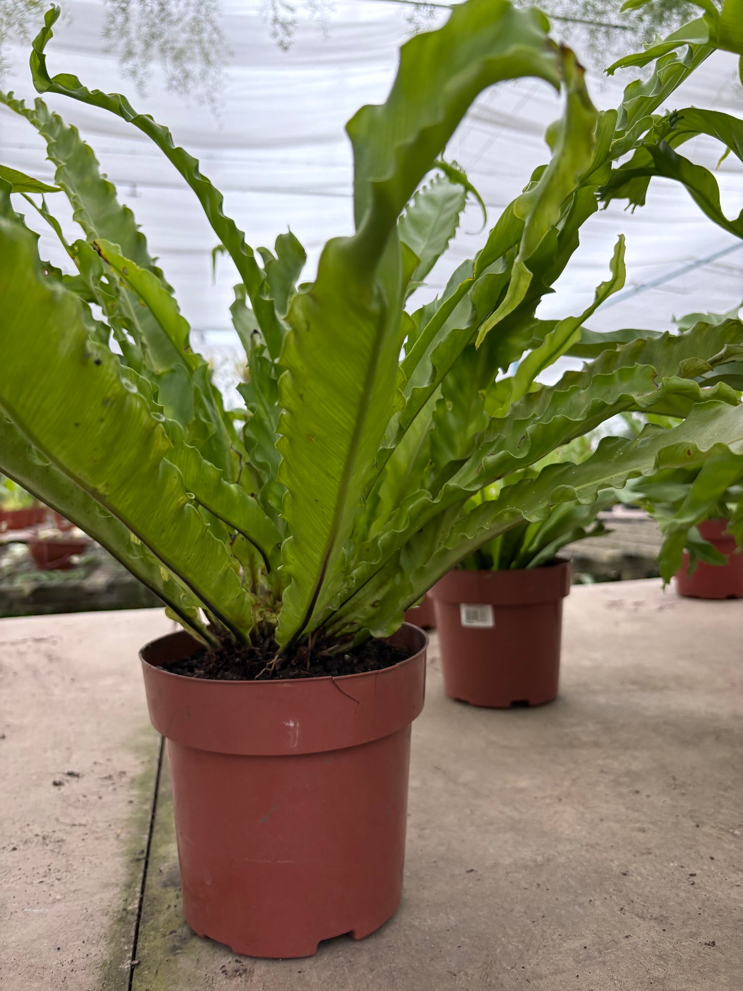 Asplenium Nido de Ave – Helecho tropical de hojas brillantes