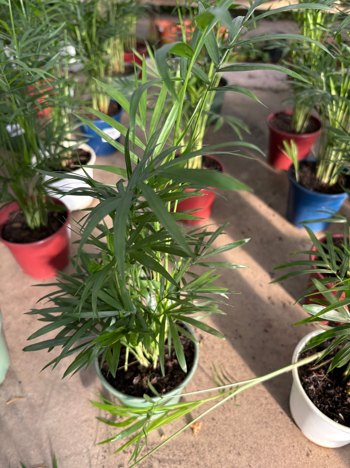 Mini Palmera Chamaedorea – Una palmera de salón en miniatura