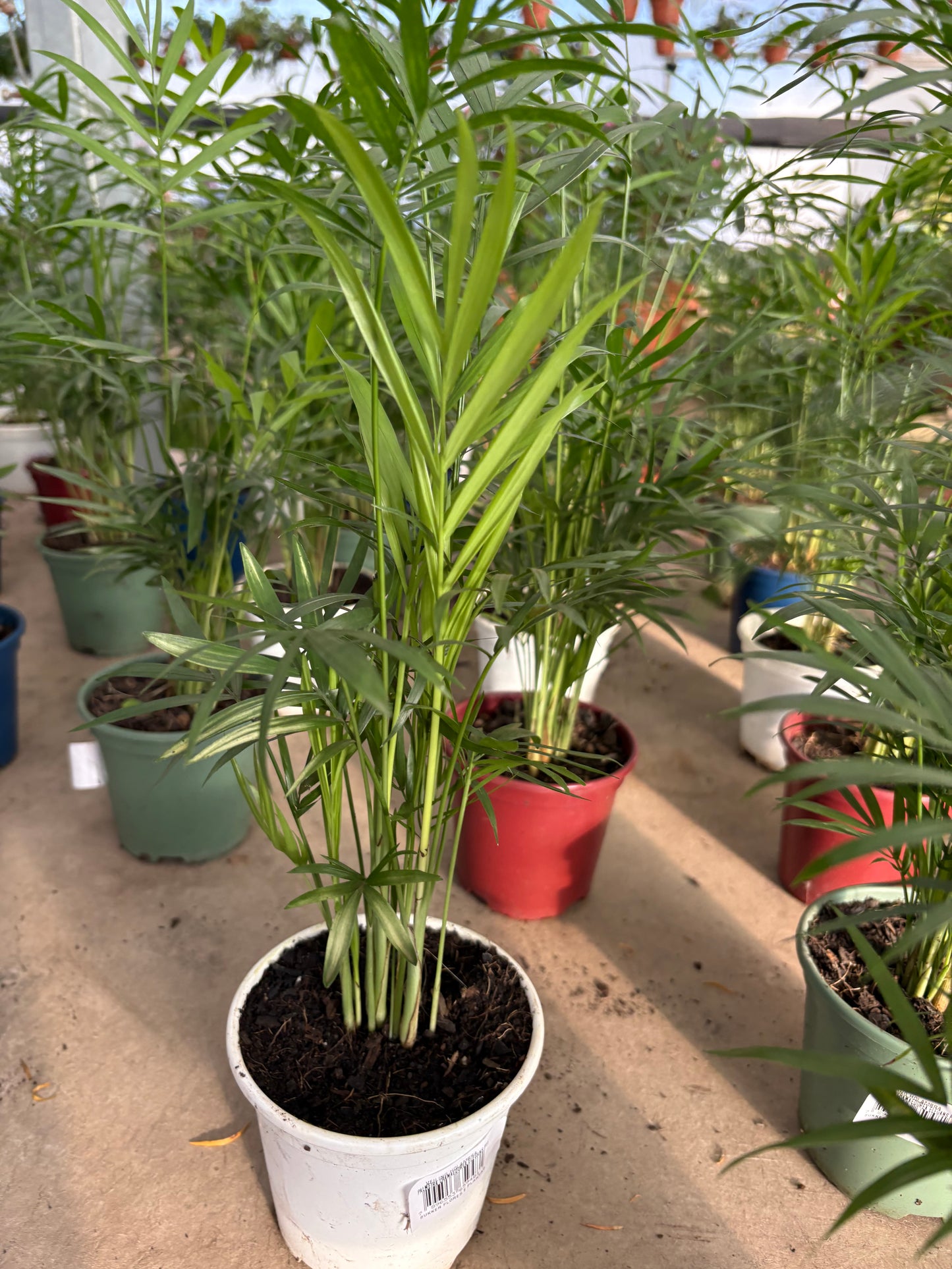 Mini Palmera Chamaedorea – Una palmera de salón en miniatura