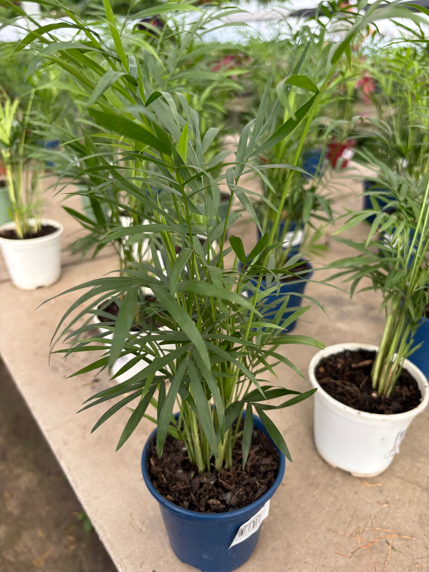 Mini Palmera Chamaedorea – Una palmera de salón en miniatura