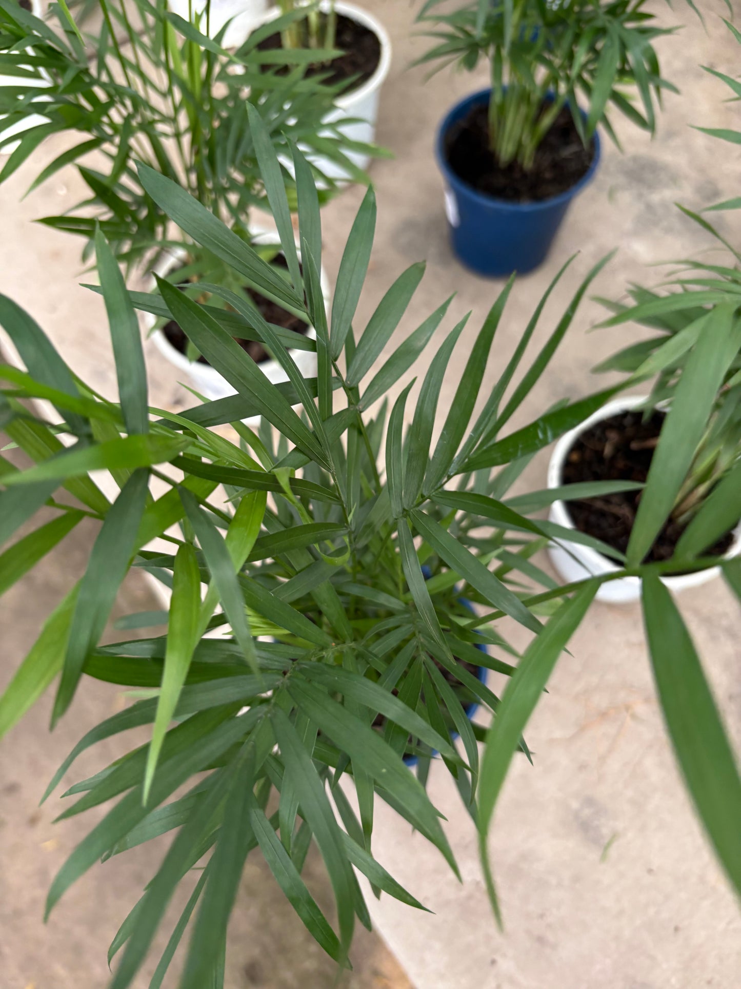Mini Palmera Chamaedorea – Una palmera de salón en miniatura