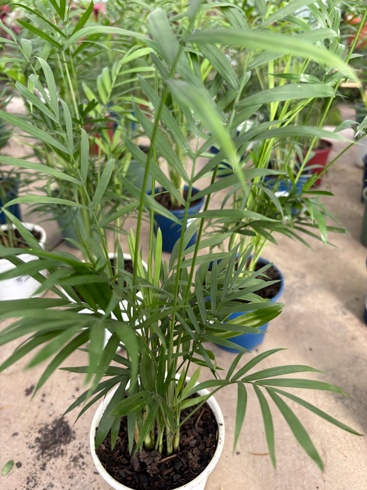 Mini Palmera Chamaedorea – Una palmera de salón en miniatura