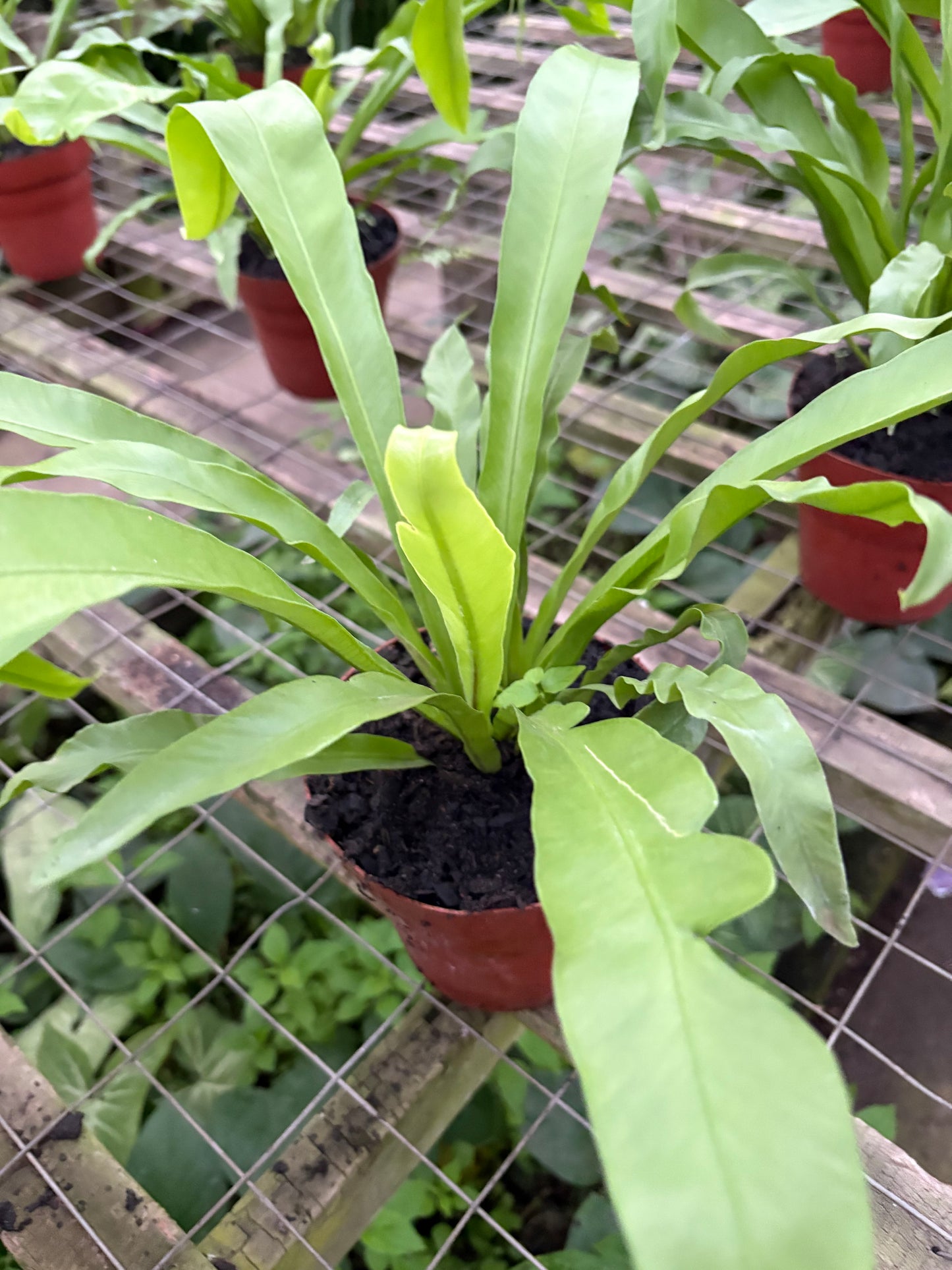Asplenium Nido de Ave – Helecho tropical de hojas brillantes