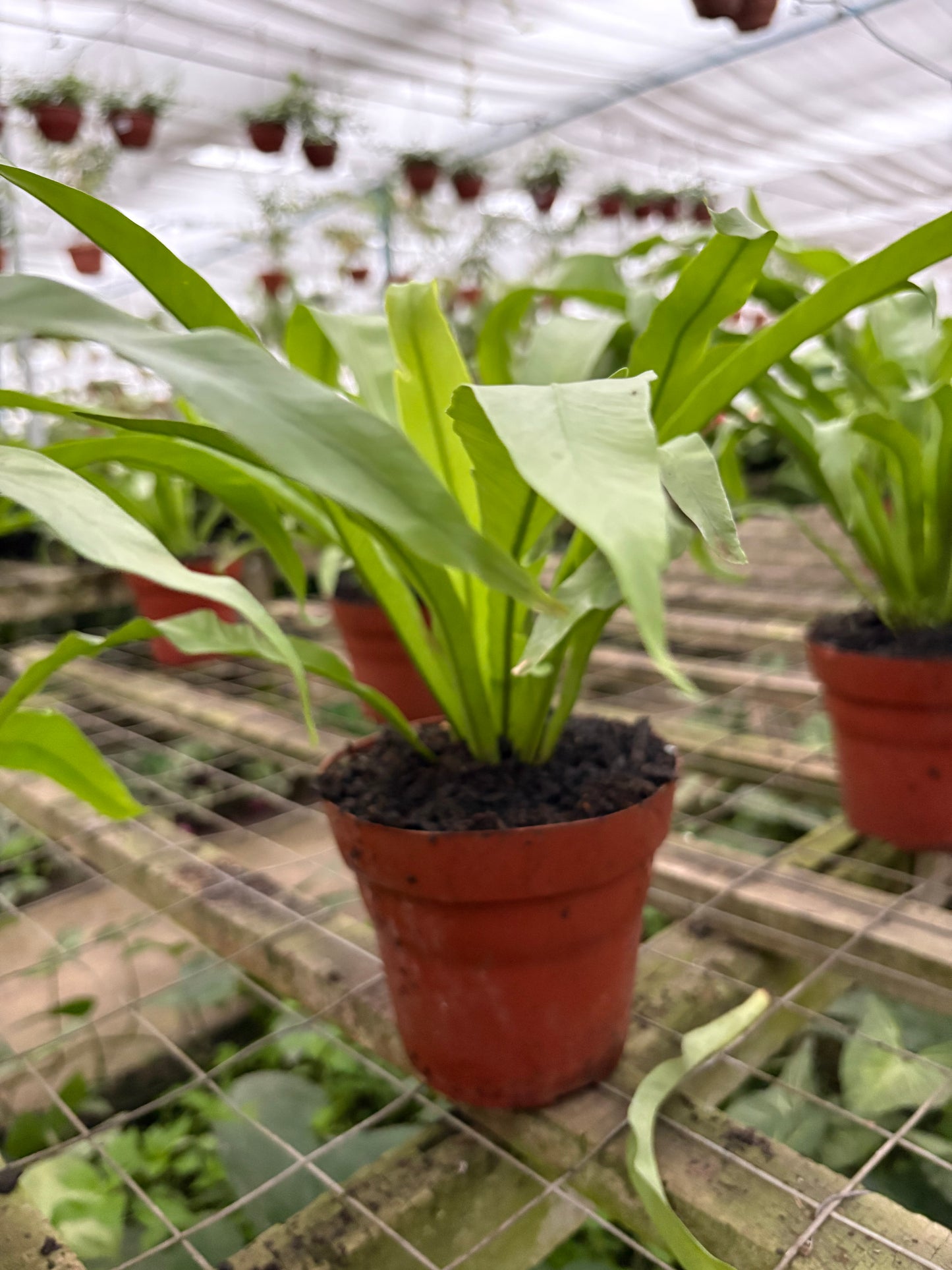 Asplenium Nido de Ave – Helecho tropical de hojas brillantes