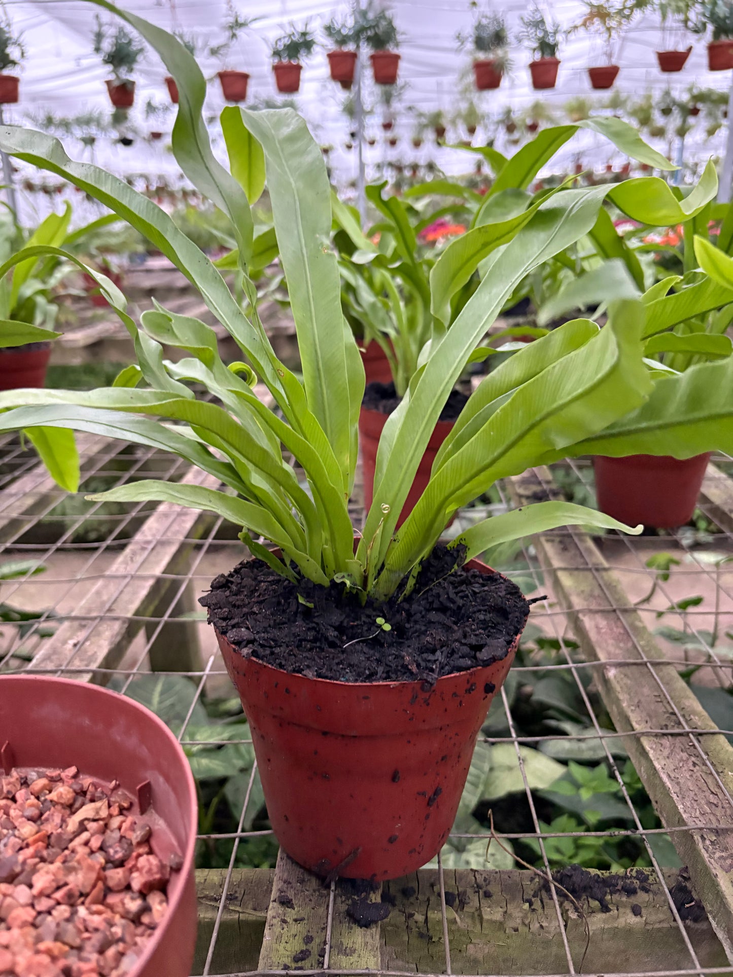 Asplenium Nido de Ave – Helecho tropical de hojas brillantes