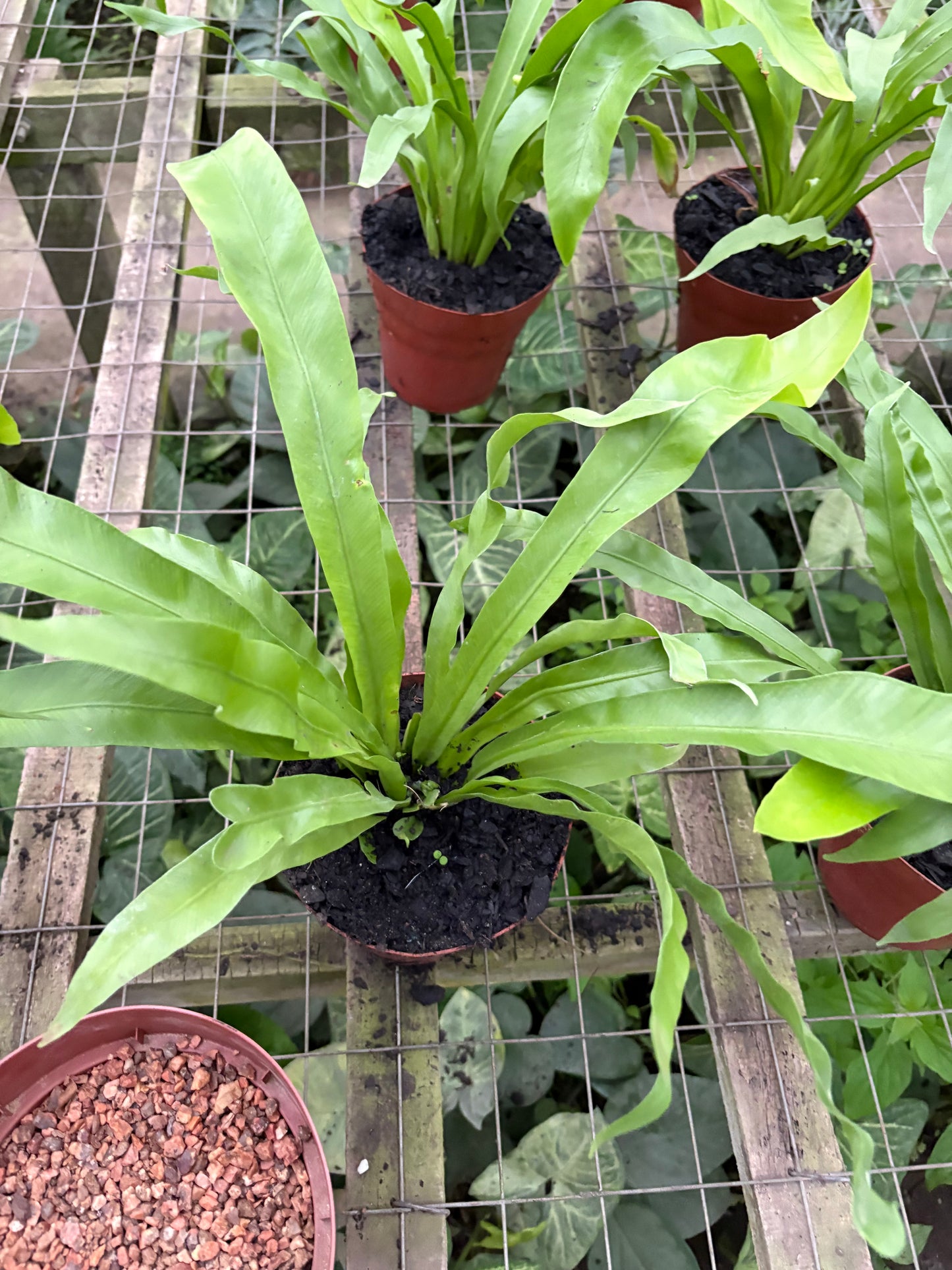 Asplenium Nido de Ave – Helecho tropical de hojas brillantes