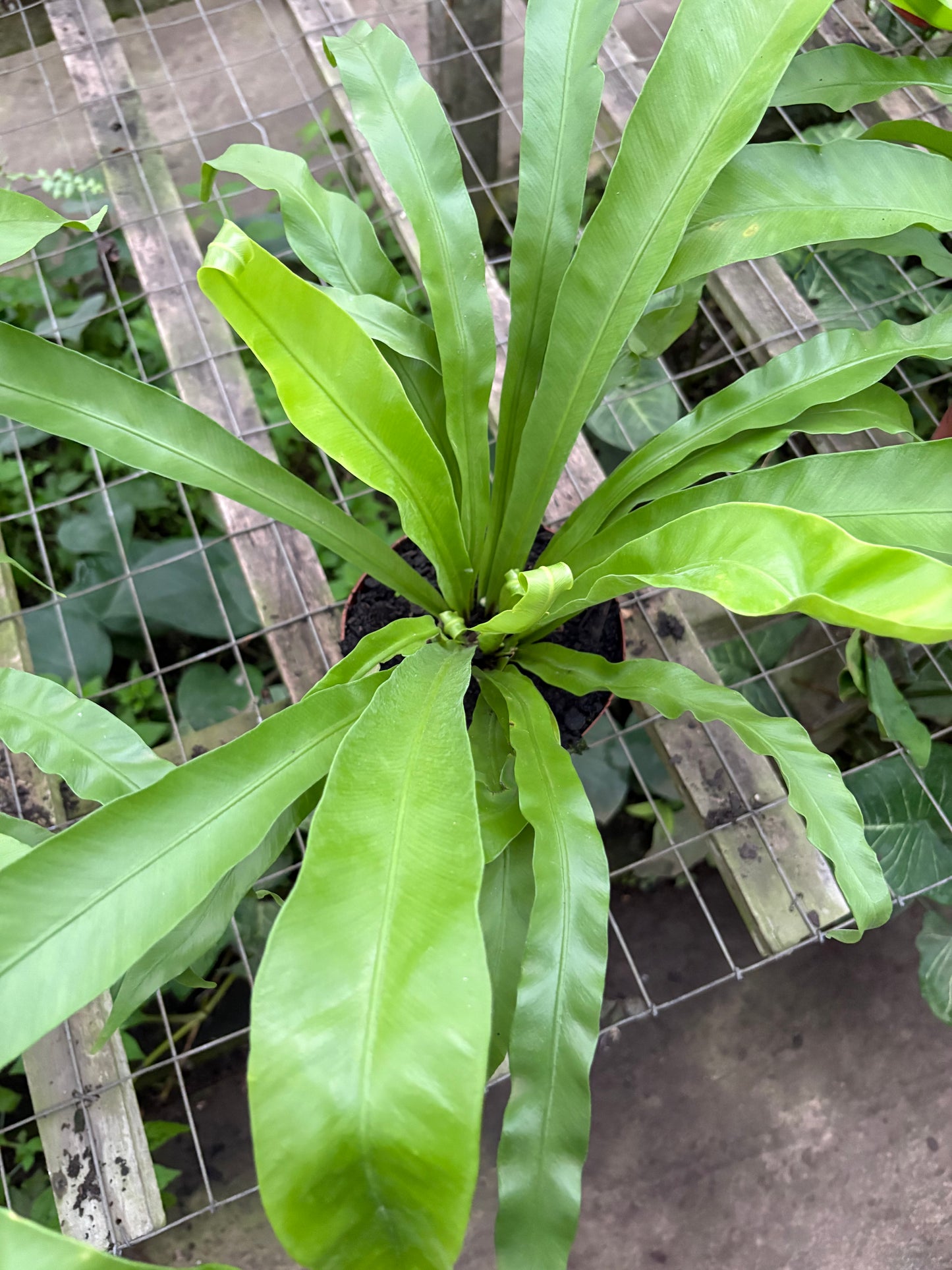 Asplenium Nido de Ave – Helecho tropical de hojas brillantes