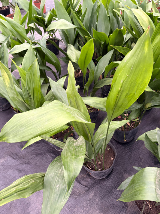 Aspidistra – La planta de hierro