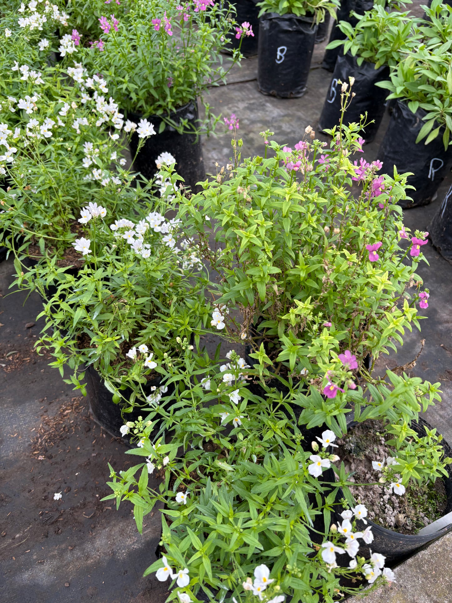 Nemesia – Color y perfume para tu jardín o balcón