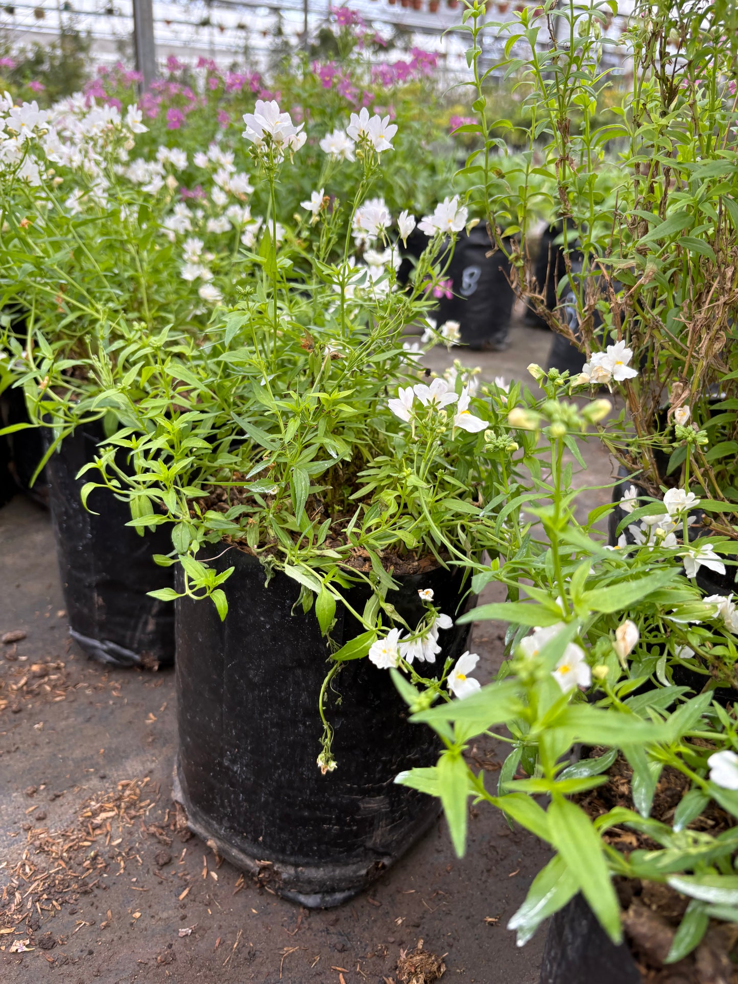 Nemesia – Color y perfume para tu jardín o balcón