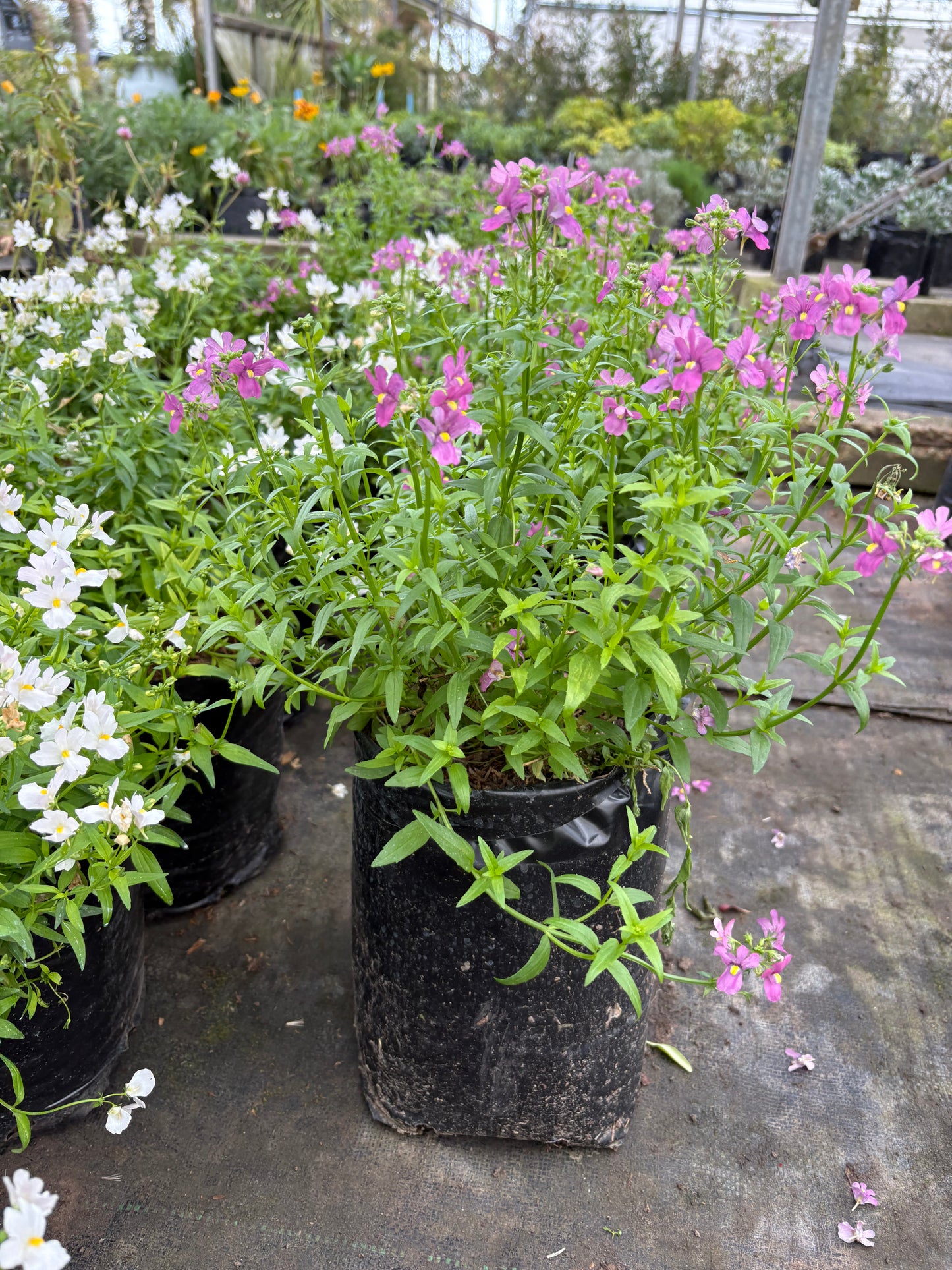 Nemesia – Color y perfume para tu jardín o balcón