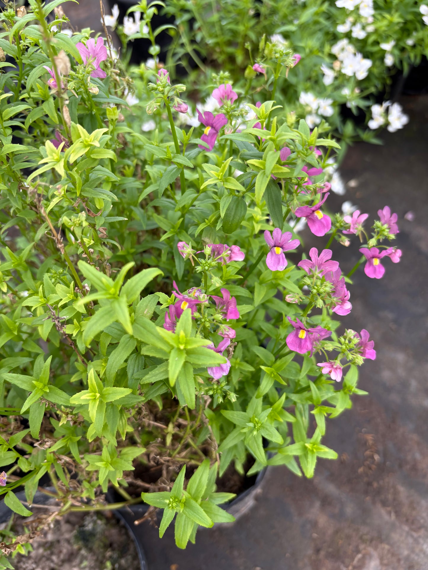 Nemesia – Color y perfume para tu jardín o balcón