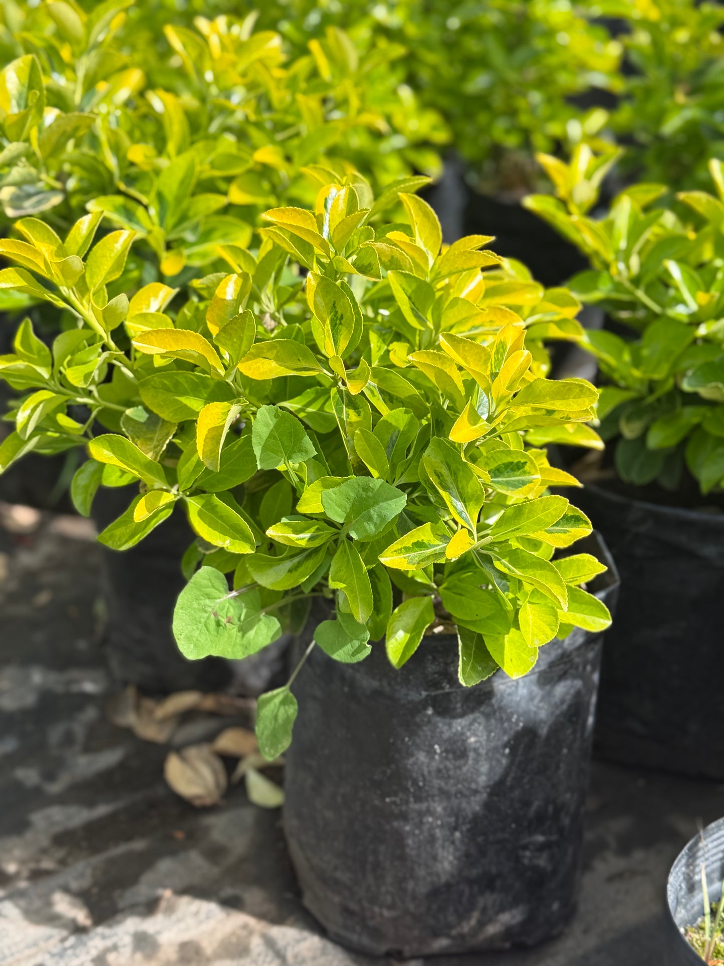 Evonimo Aureo - arbusto