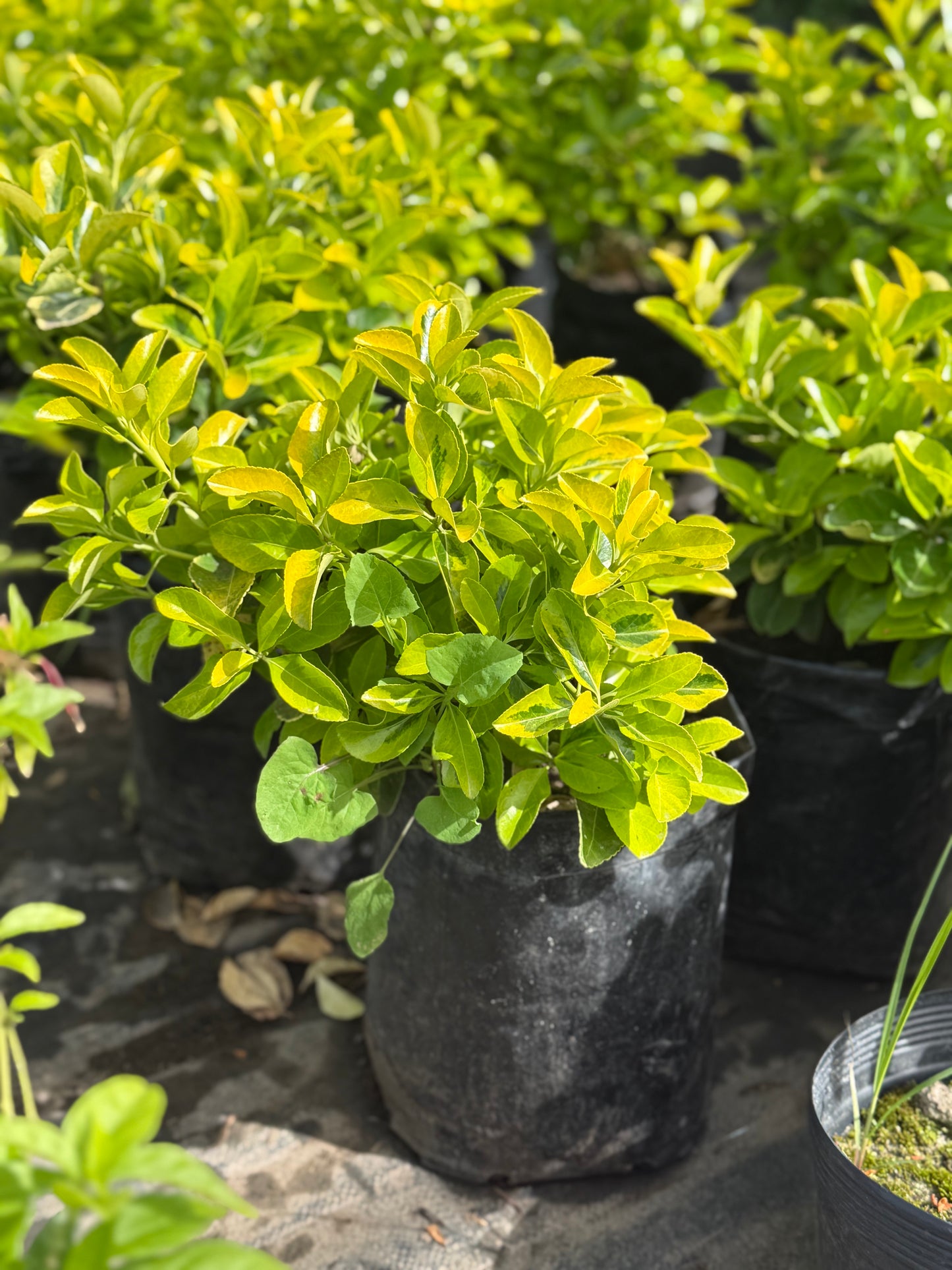 Evonimo Aureo - arbusto