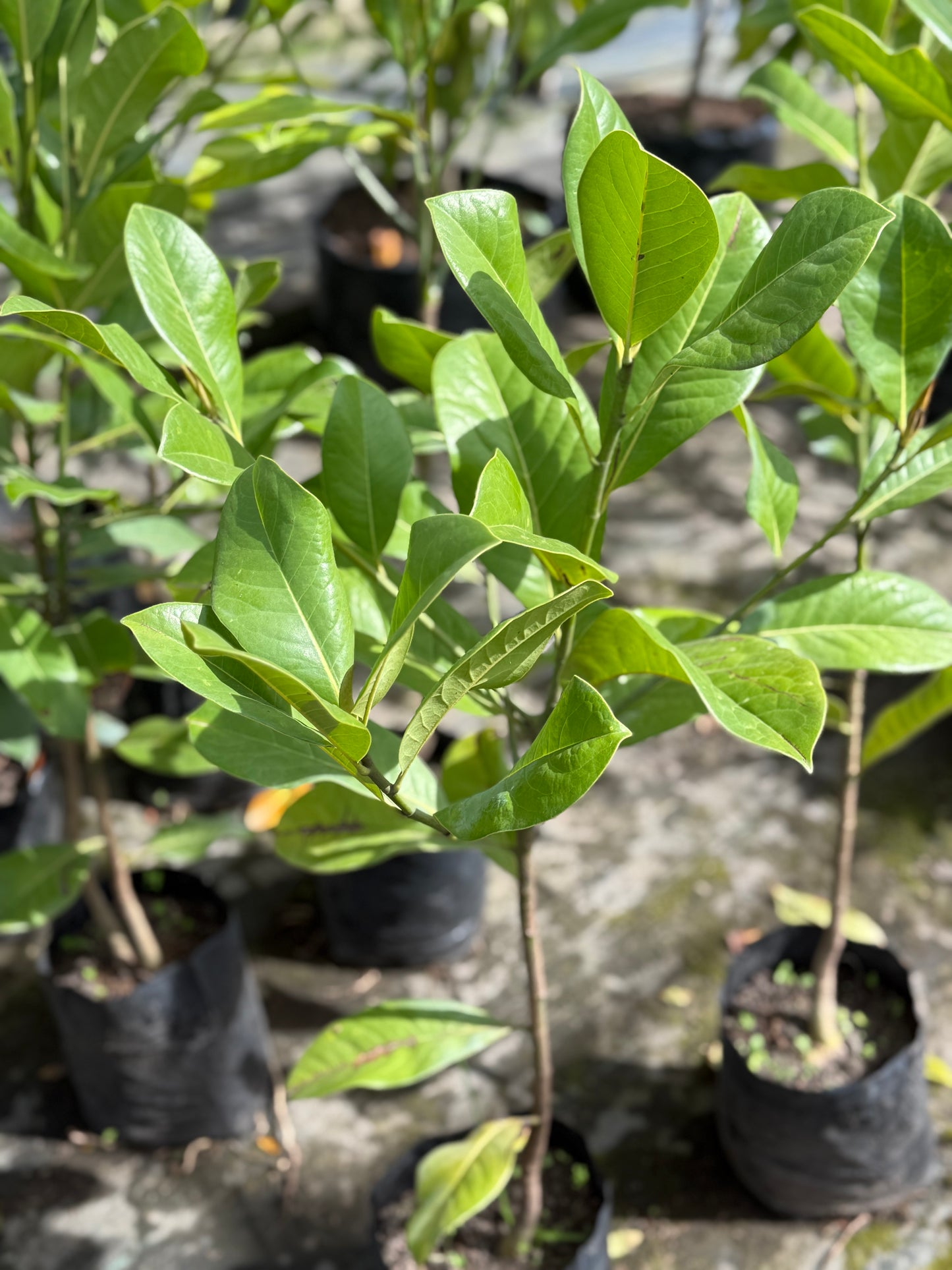 Magnolia grandinflora Chica