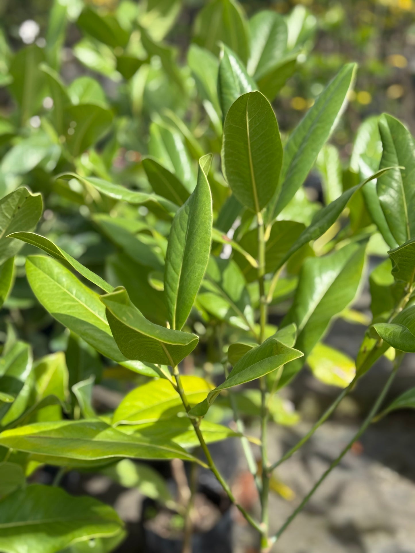 Magnolia grandinflora Chica