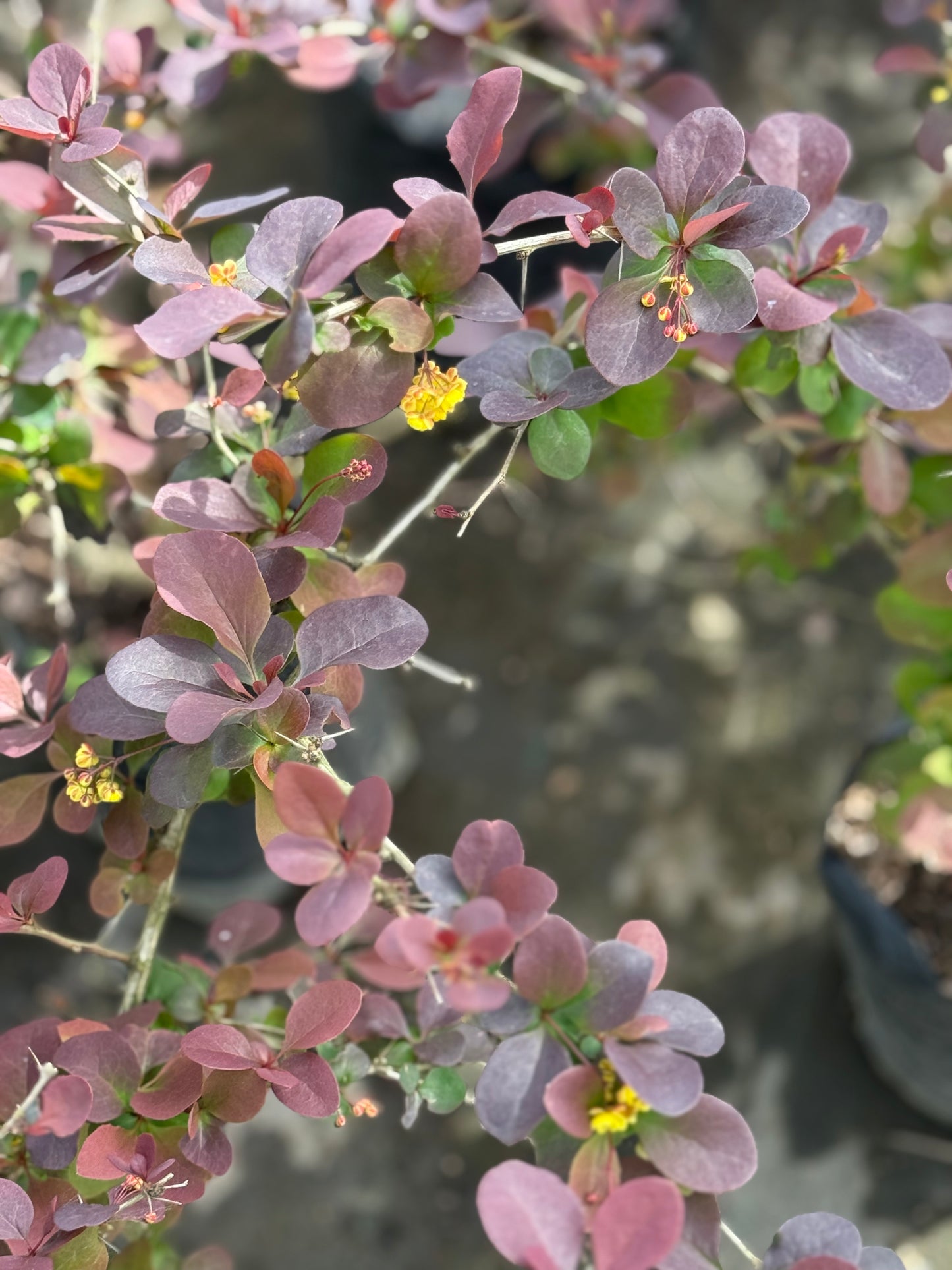Berberis