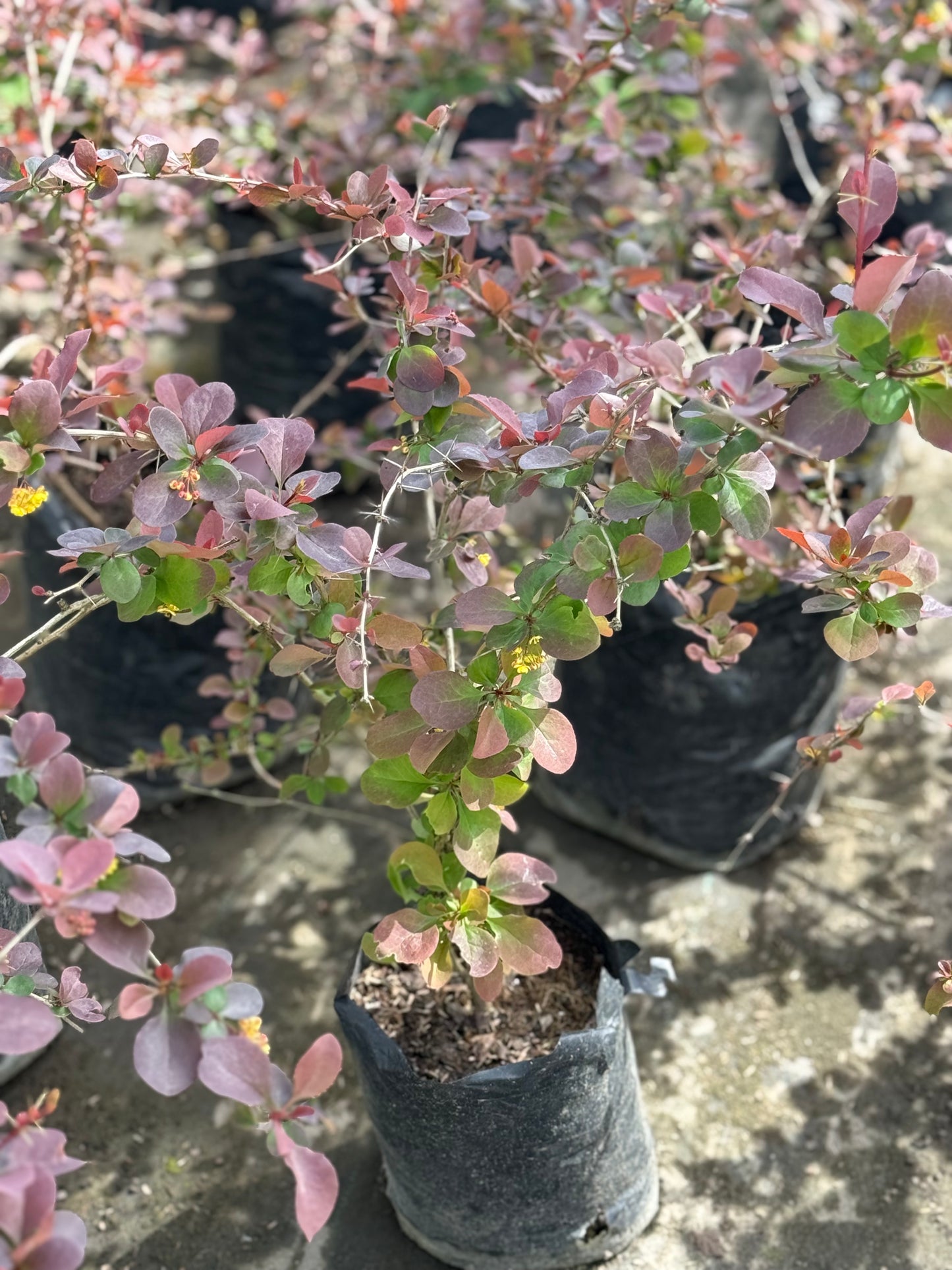 Berberis