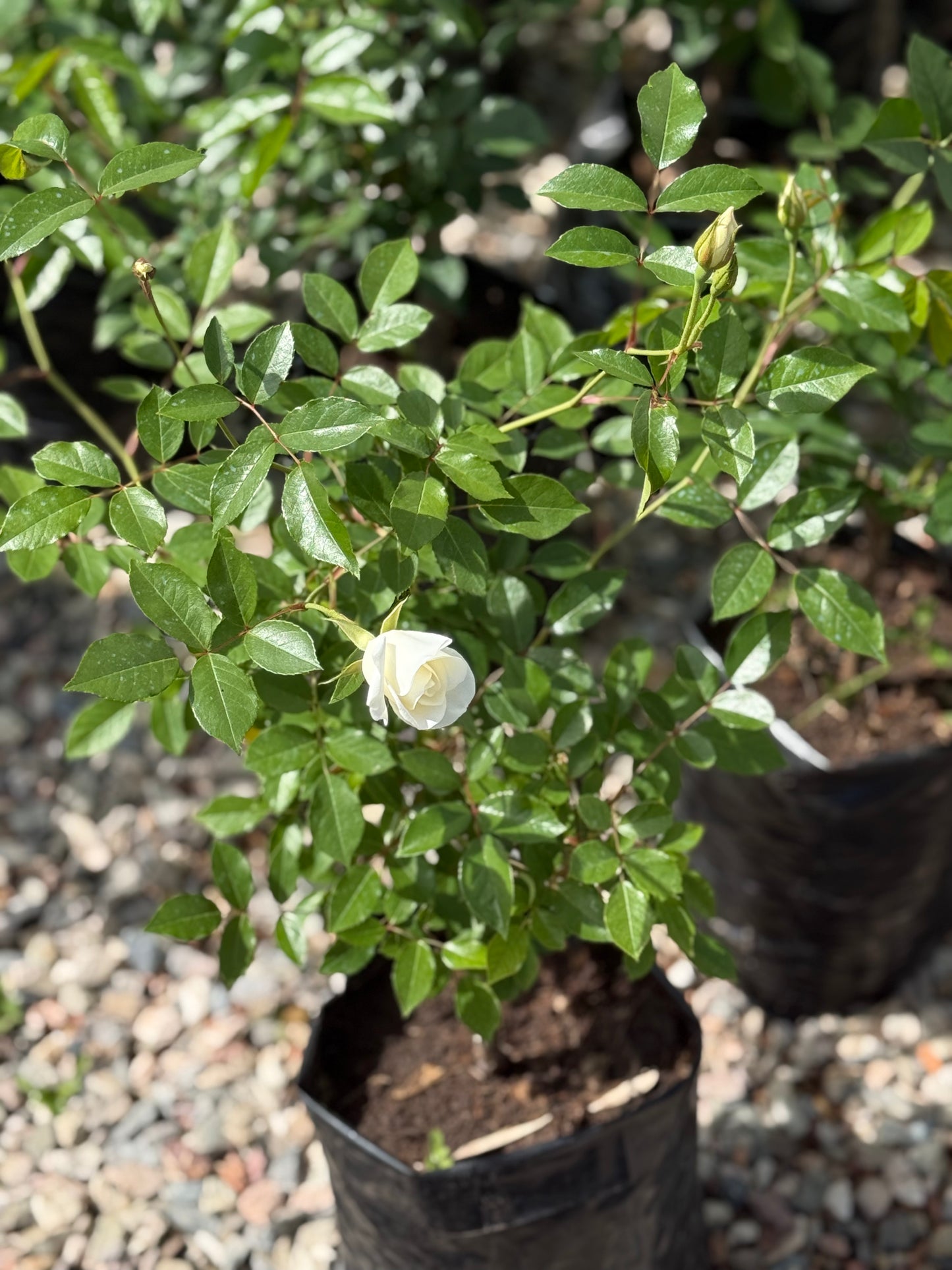 Rosales iceberg blancos