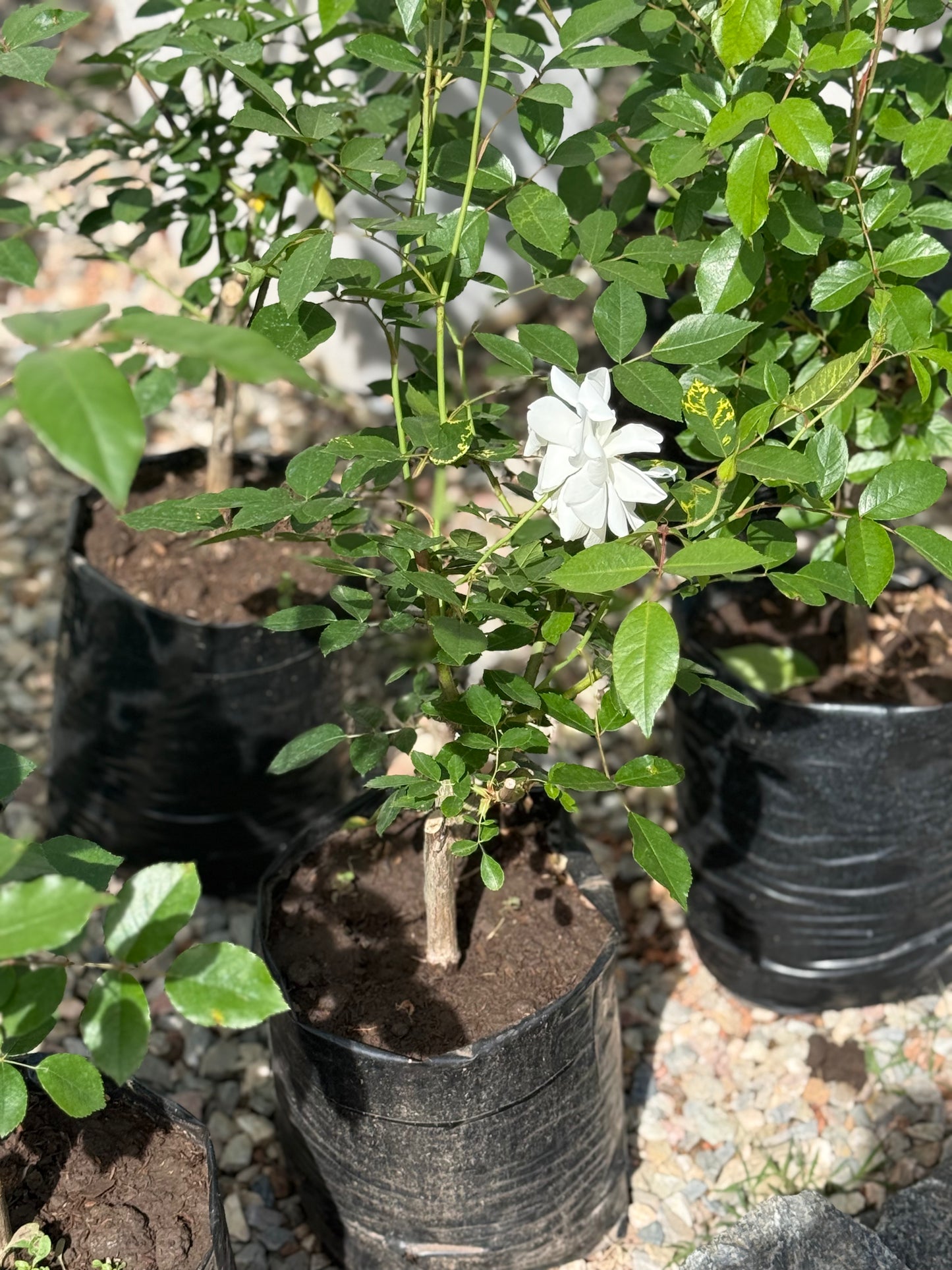 Rosales iceberg blancos