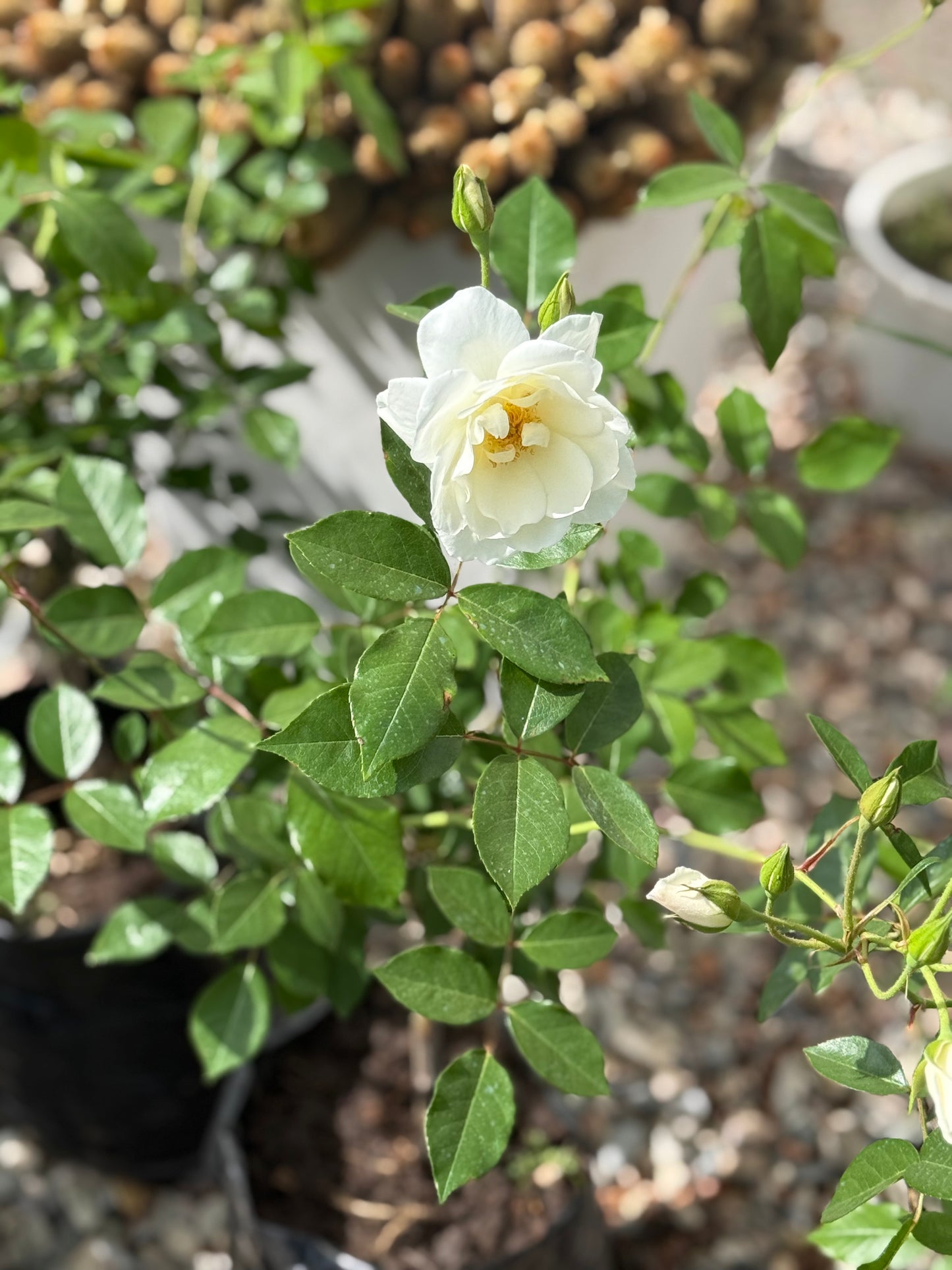 Rosales iceberg blancos