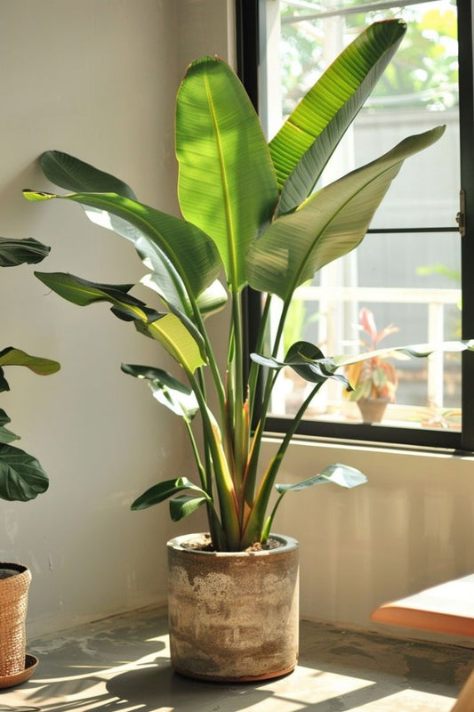 Strelitzia Nicolai