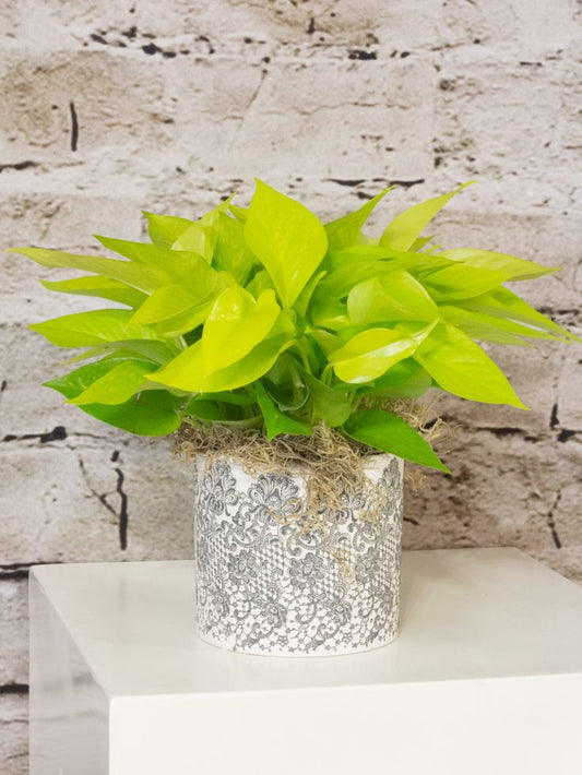 Philodendron Lua Clara – Elegancia y frescura tropical en tu hogar