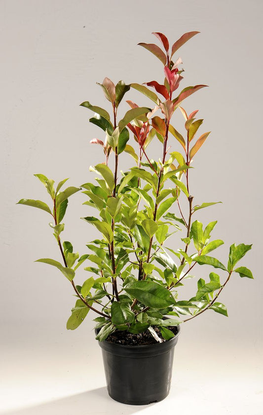 Photinia Mediano