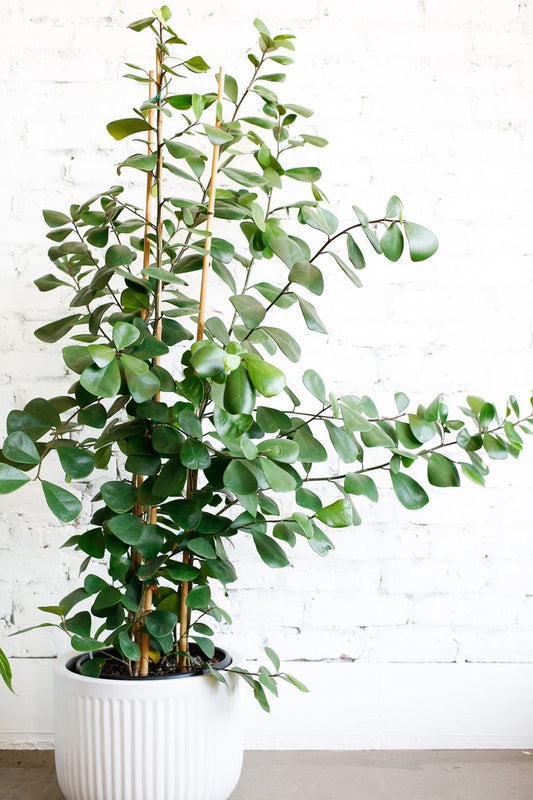 Ficus Cyath – Verde intenso y resistente para interior