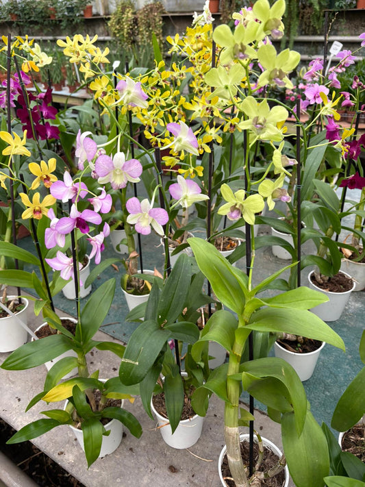 Hermosas Orquideas Denphal