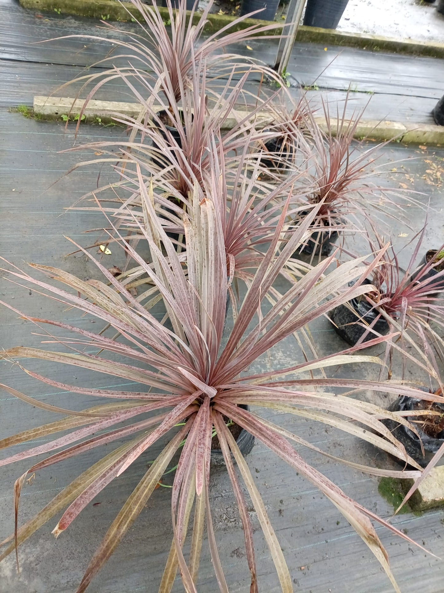 Dracena Morada – Planta Decorativa de Interior y Exterior Protegido