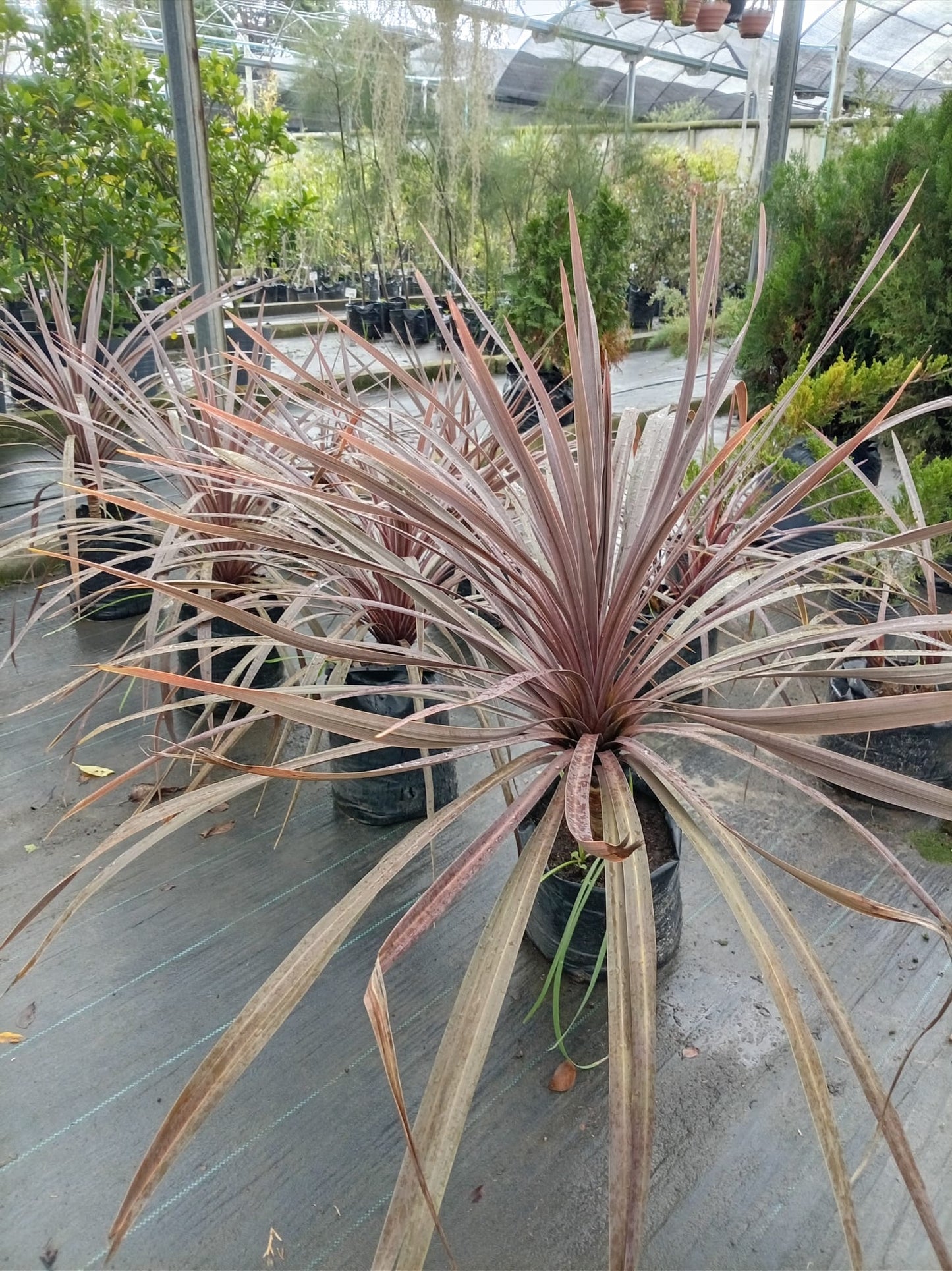 Dracena Morada – Planta Decorativa de Interior y Exterior Protegido