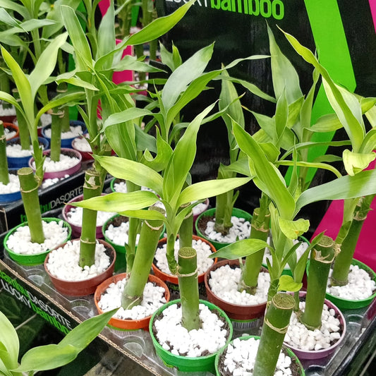 Bambú de la Suerte en Maceta – Planta de Interior Fácil de Cuidar