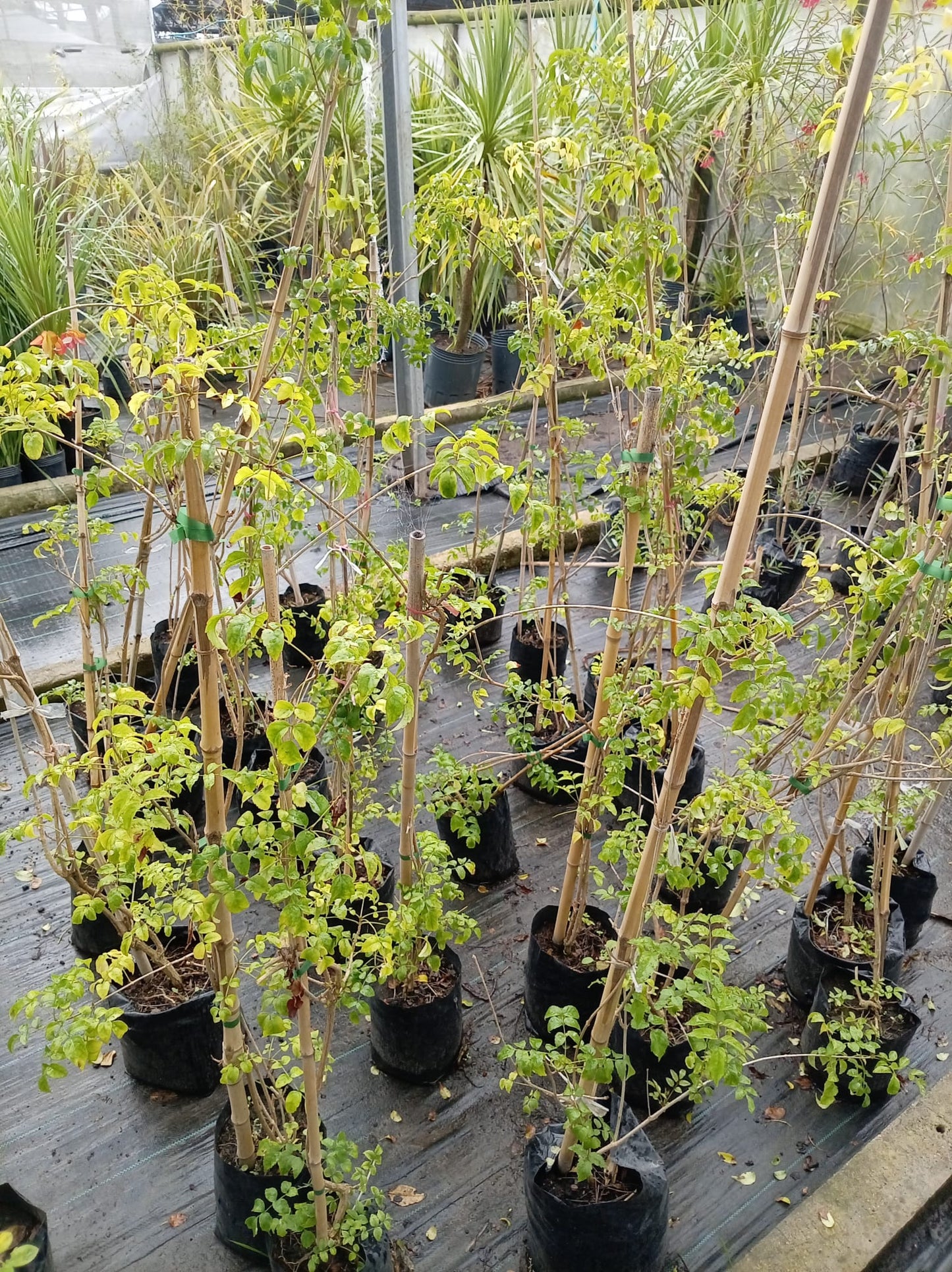 Bignonia Rosada – Planta Trepadora de Exterior con Flor