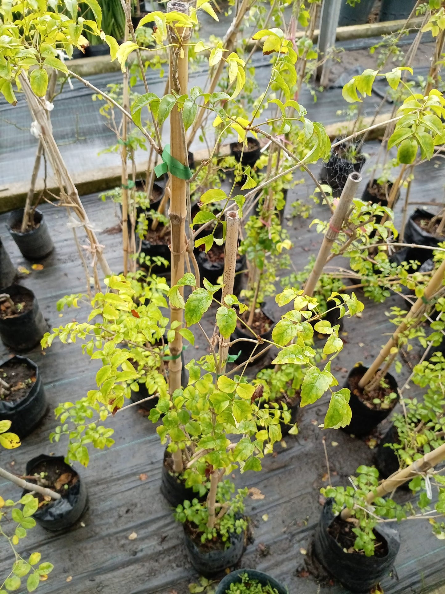 Bignonia Rosada – Planta Trepadora de Exterior con Flor