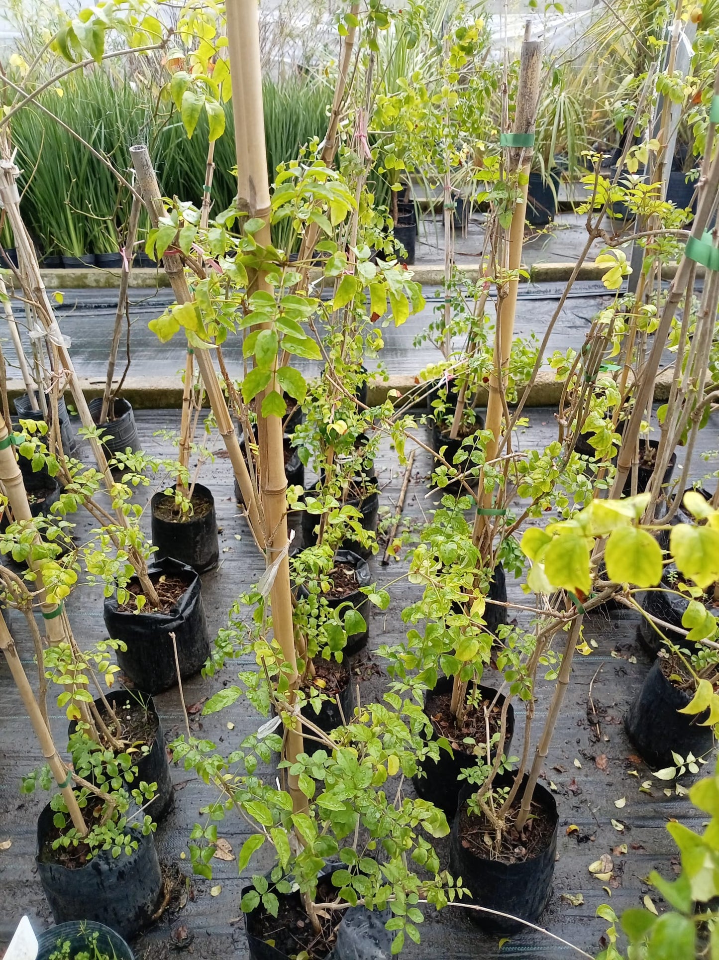 Bignonia Rosada – Planta Trepadora de Exterior con Flor