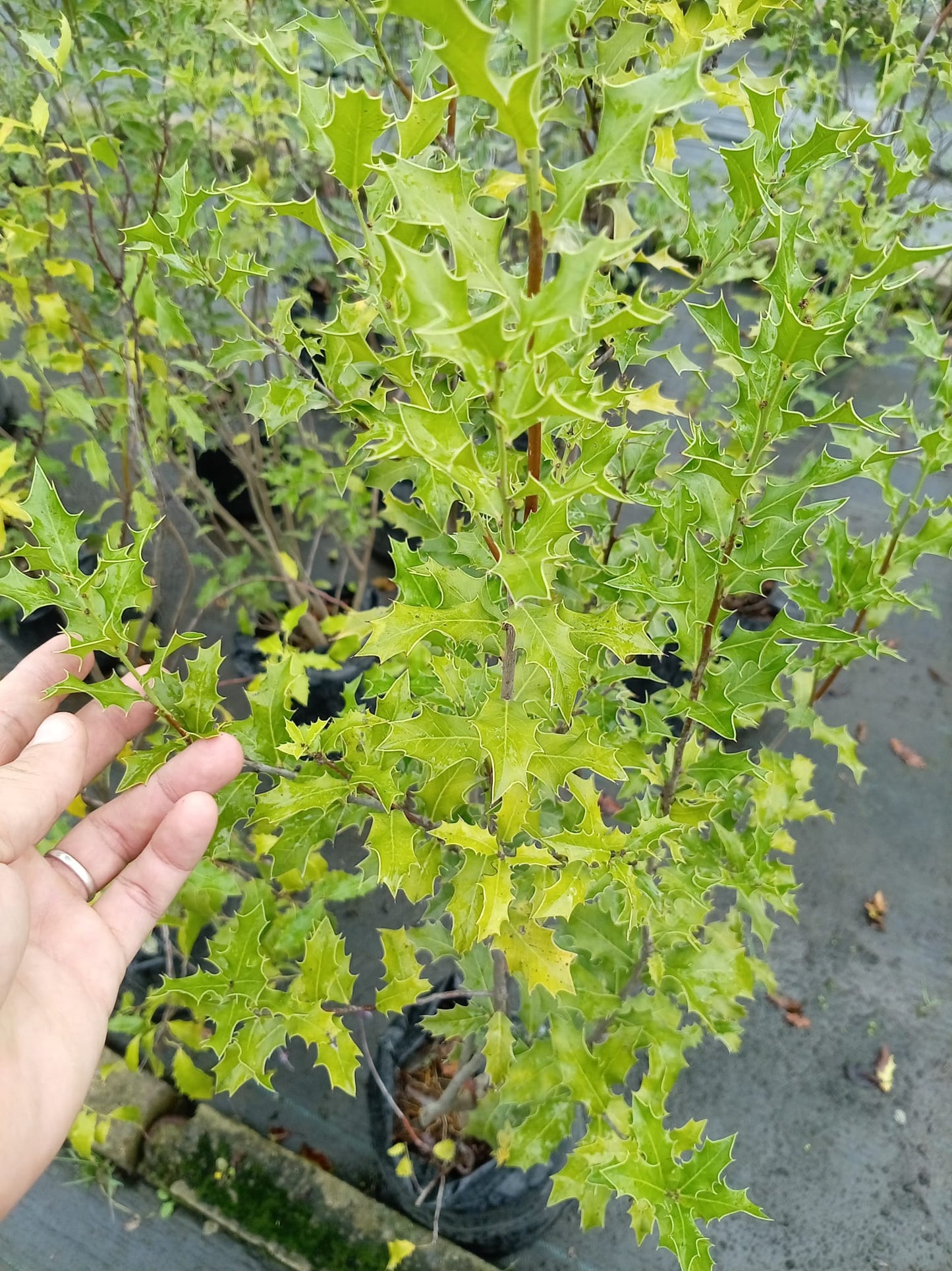 Congorosa – Planta Medicinal de Exterior