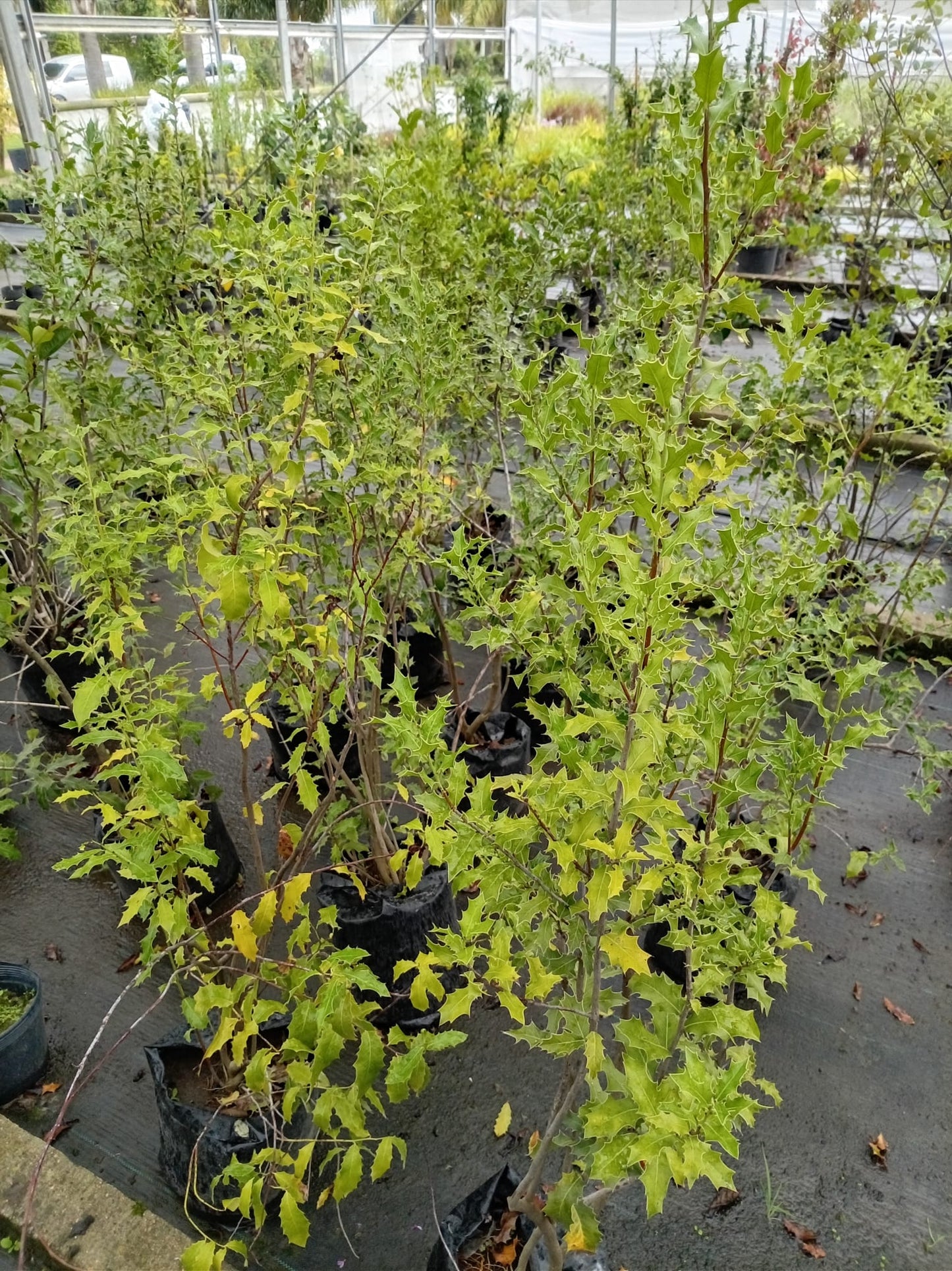 Congorosa – Planta Medicinal de Exterior
