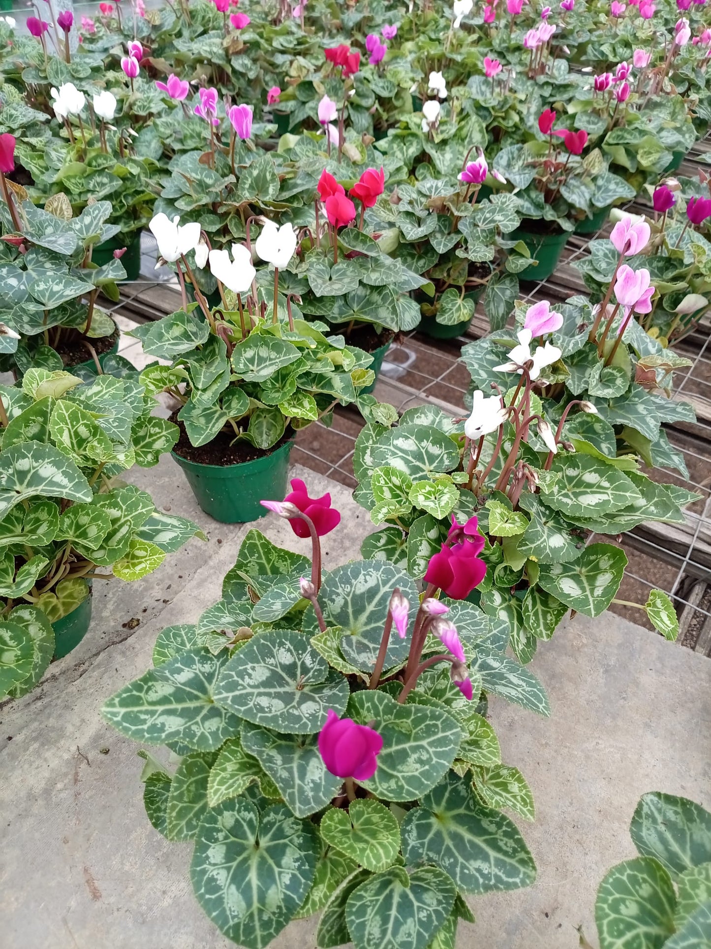 Violeta de los Alpes – Planta de Interior con Flor