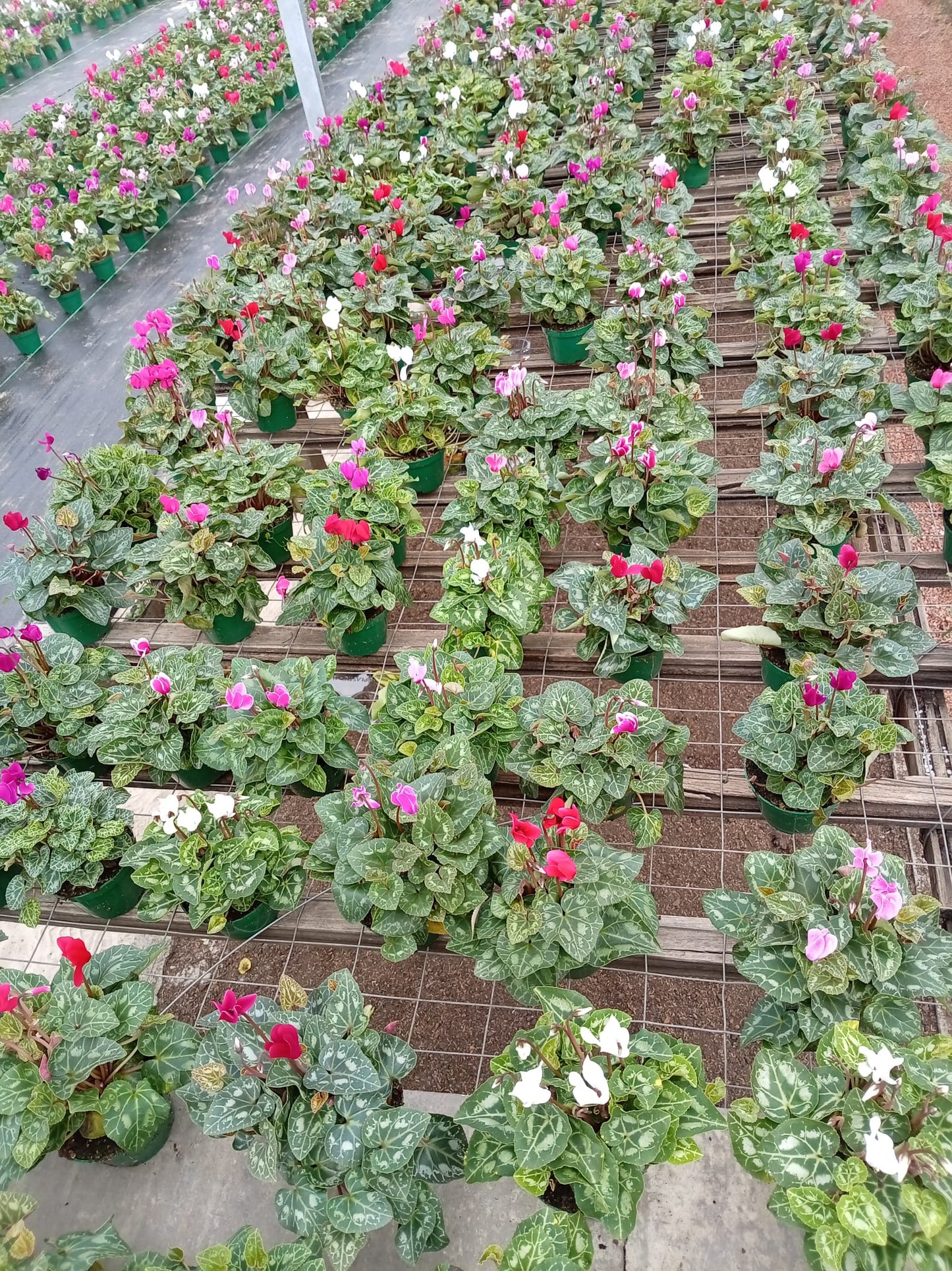 Violeta de los Alpes – Planta de Interior con Flor