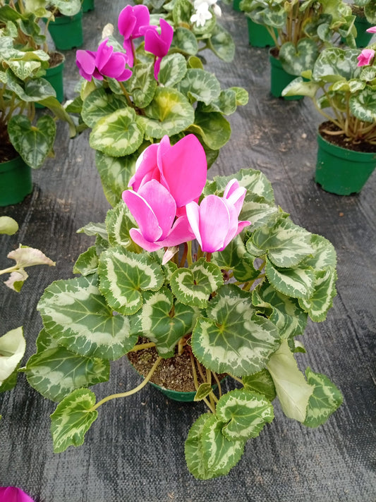 Violeta de los Alpes – Planta de Interior con Flor